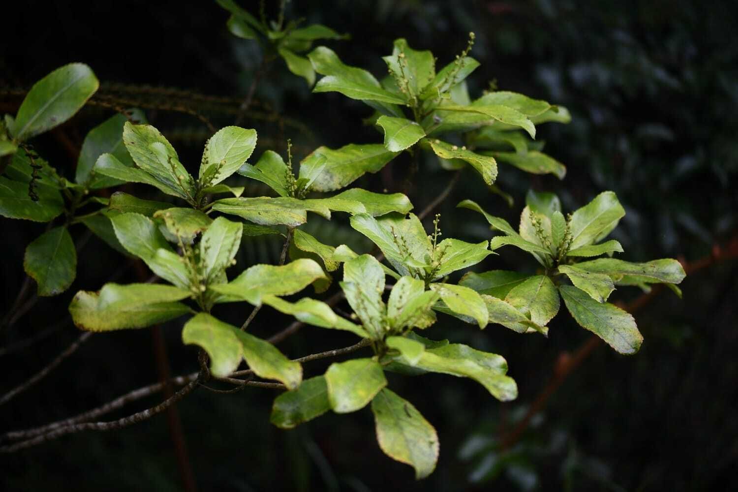 Acalypha sp.