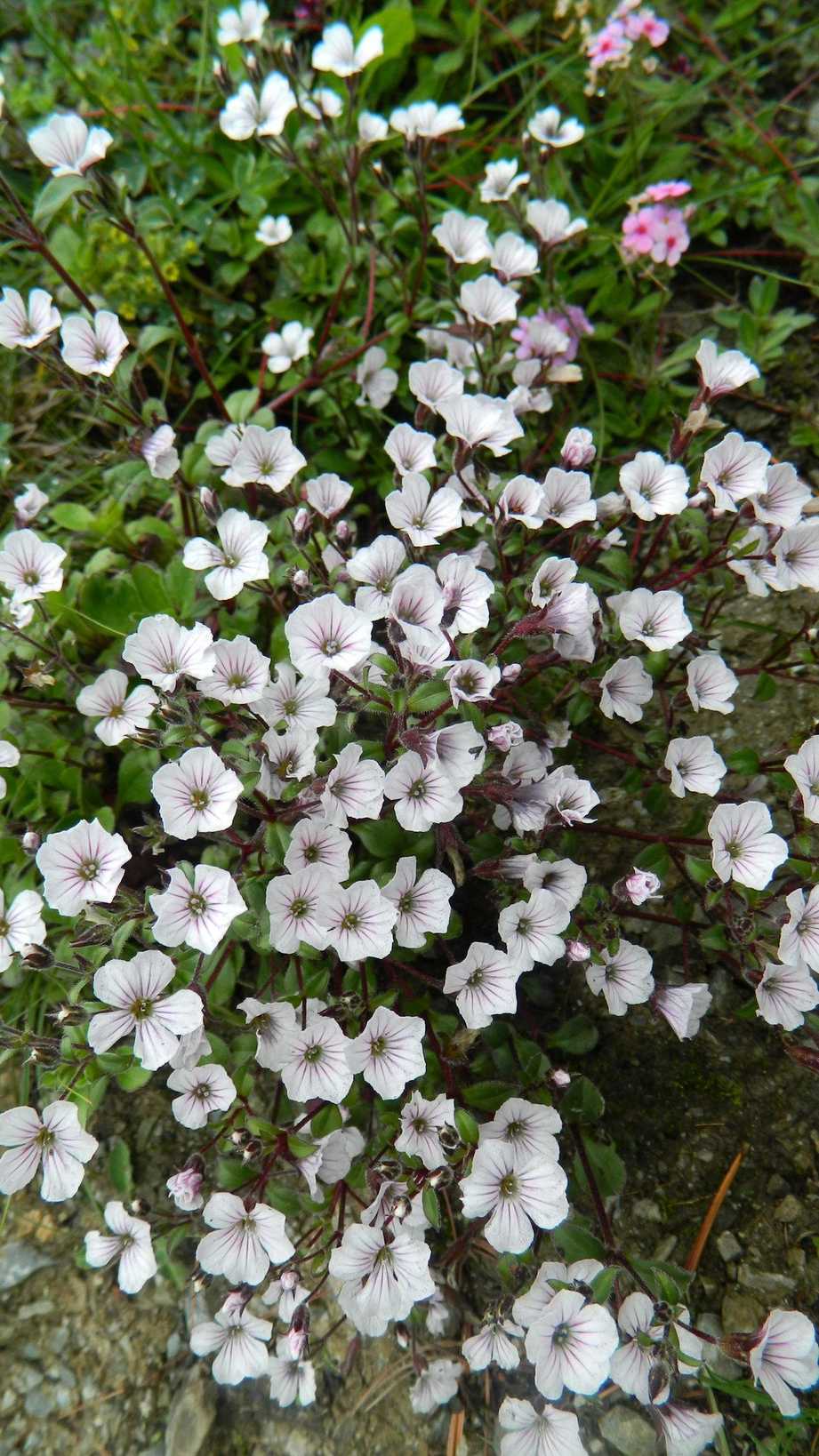 Acanthophyllum cerastioides