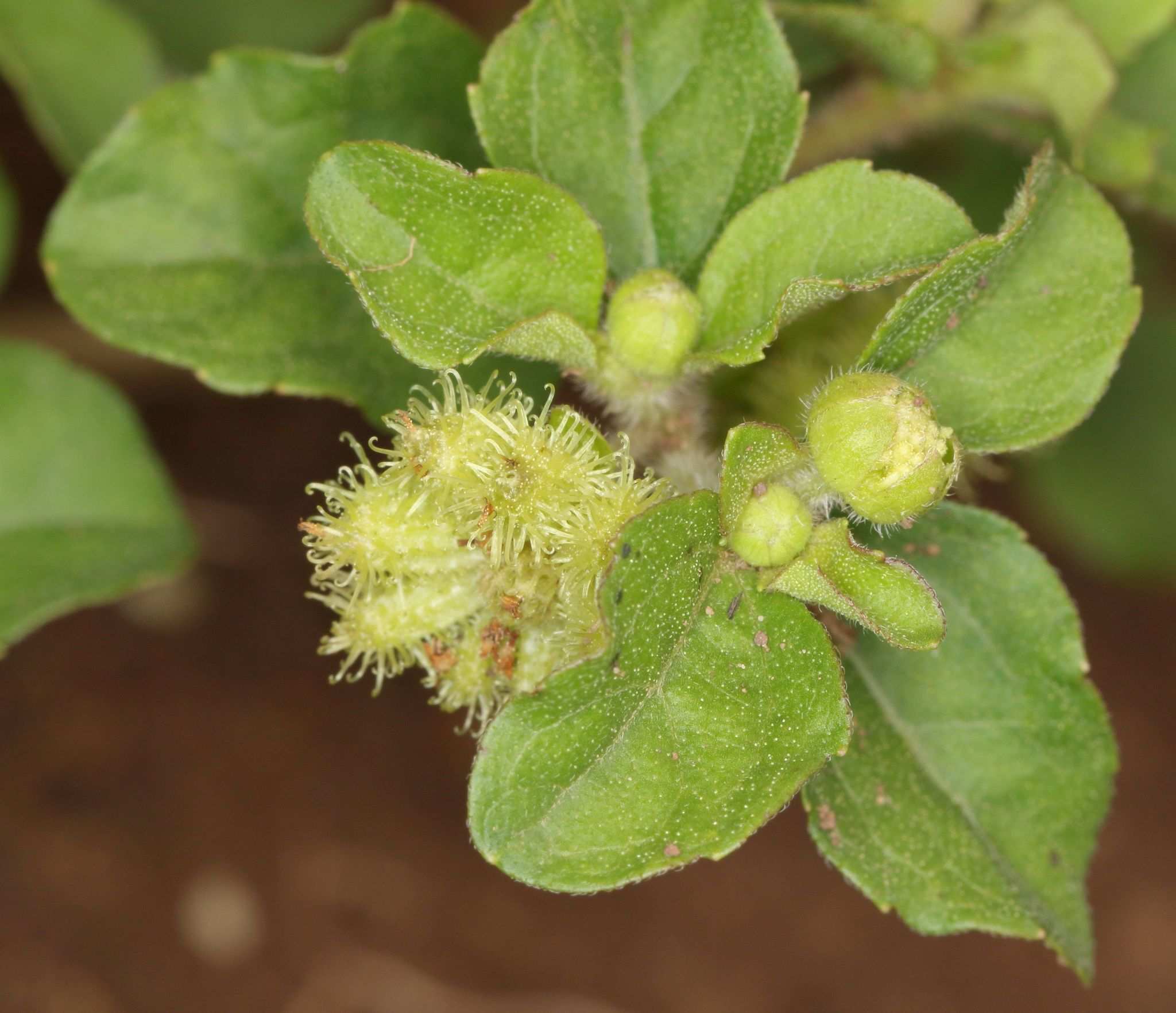 Acanthospermum australe