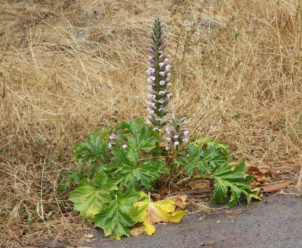 Acanthus mollis