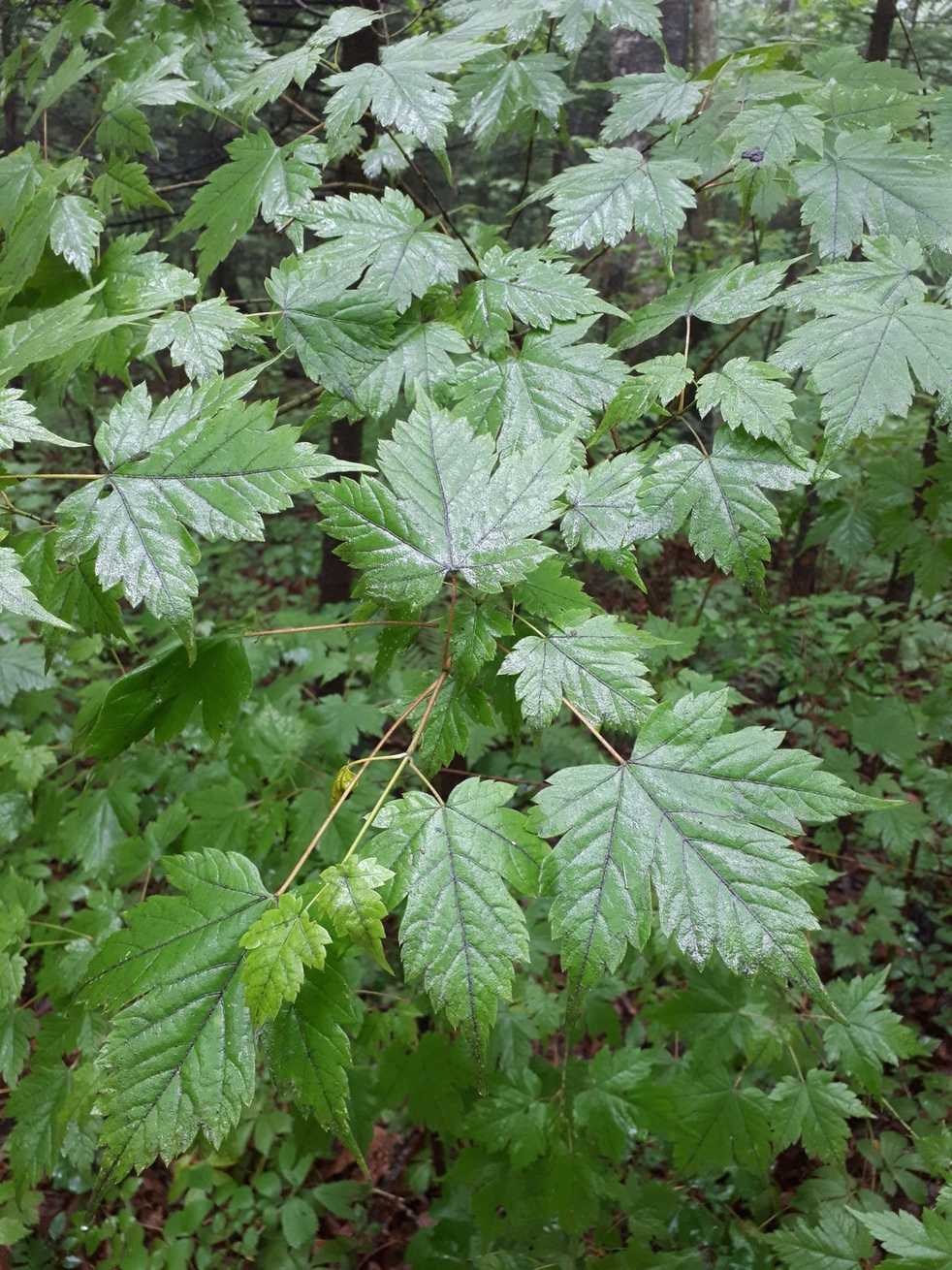 Acer barbinerve