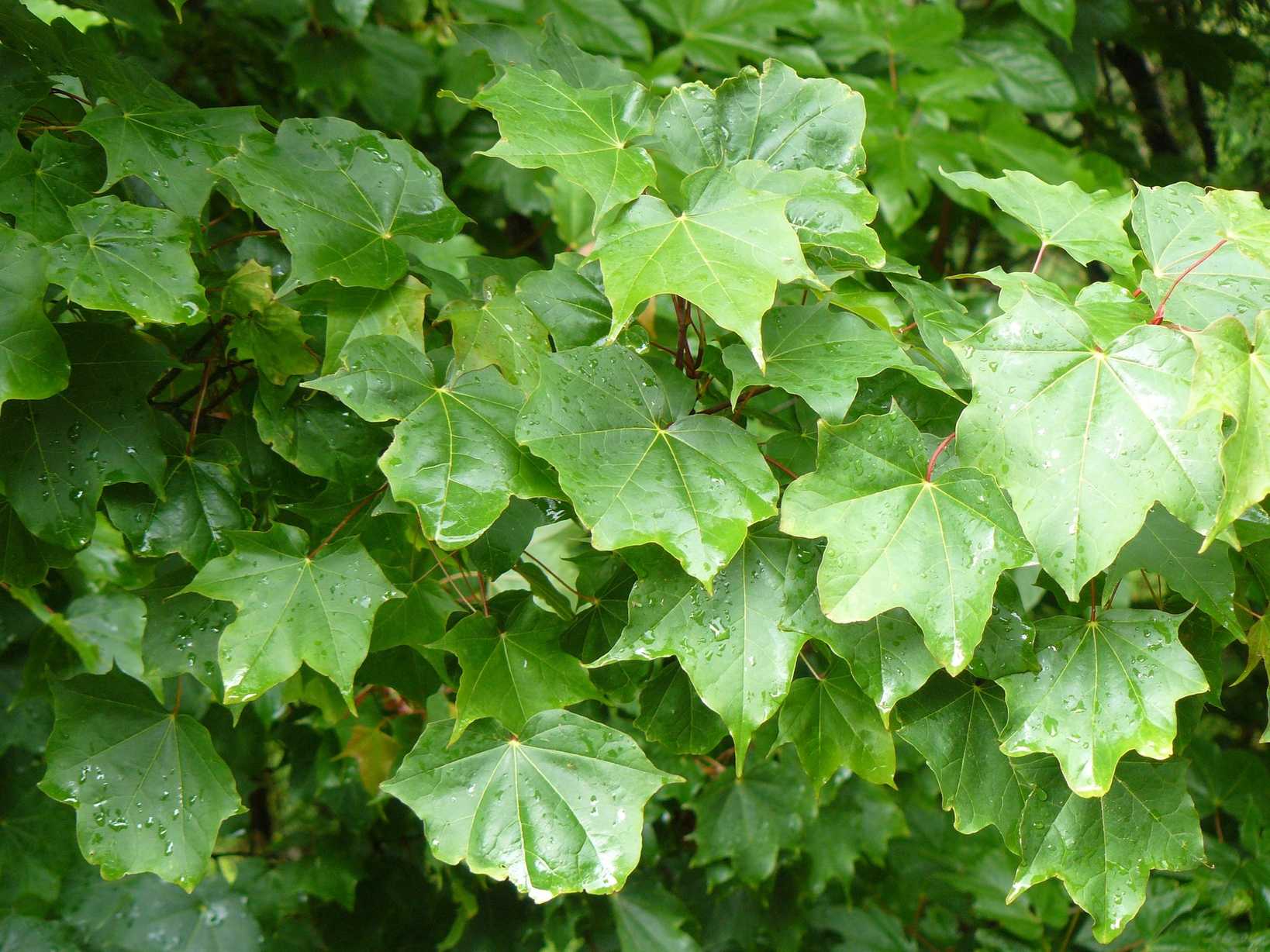 Acer cappadocicum