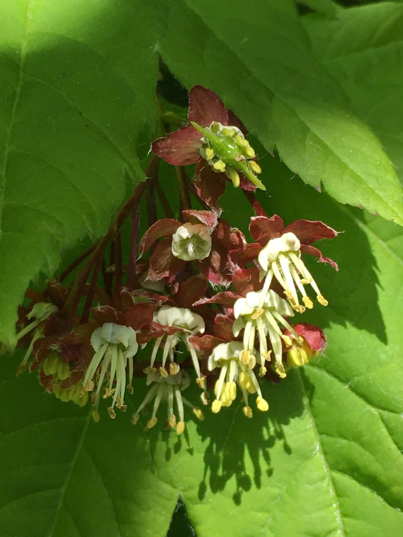 Acer circinatum