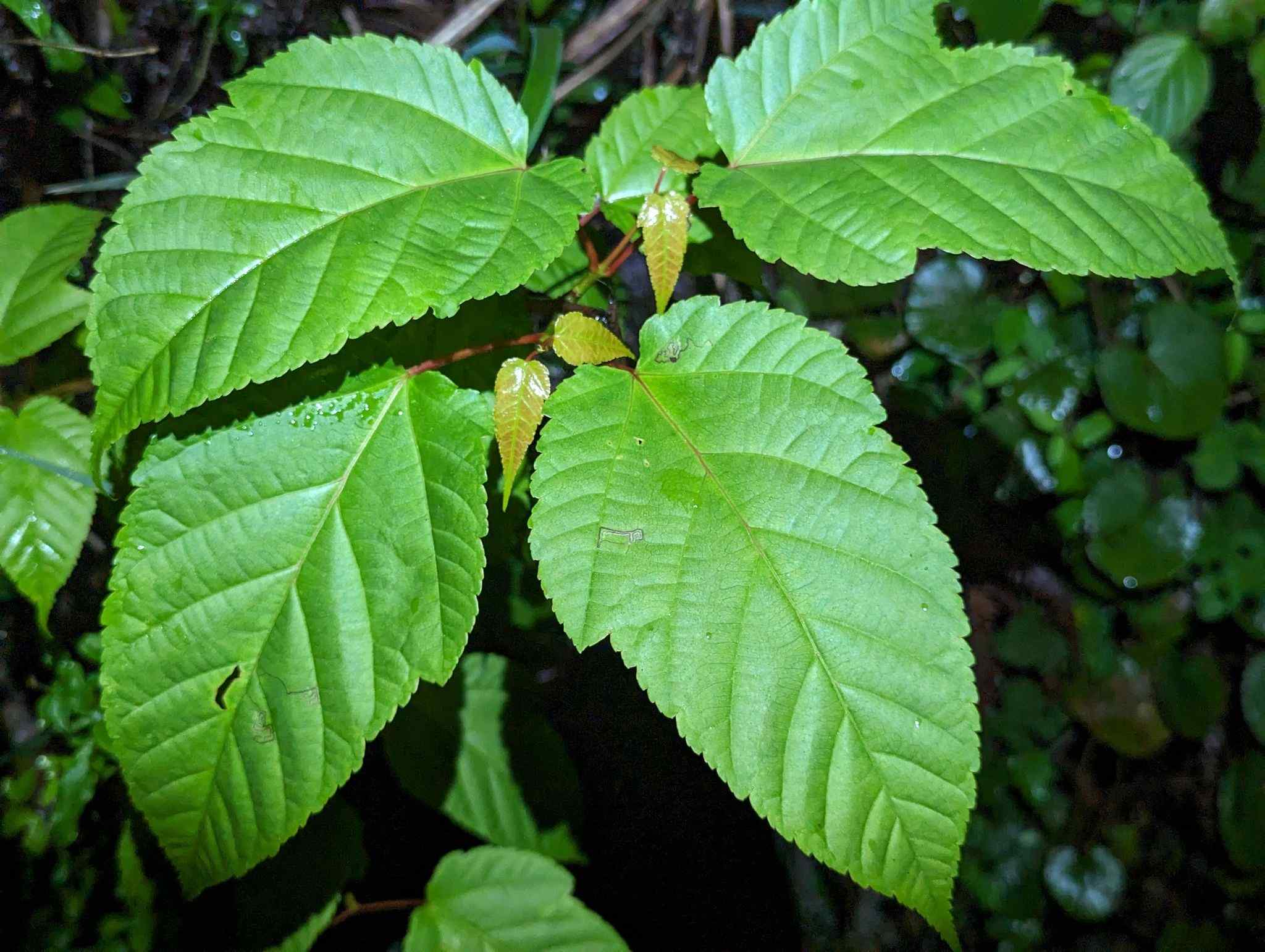 Acer davidii