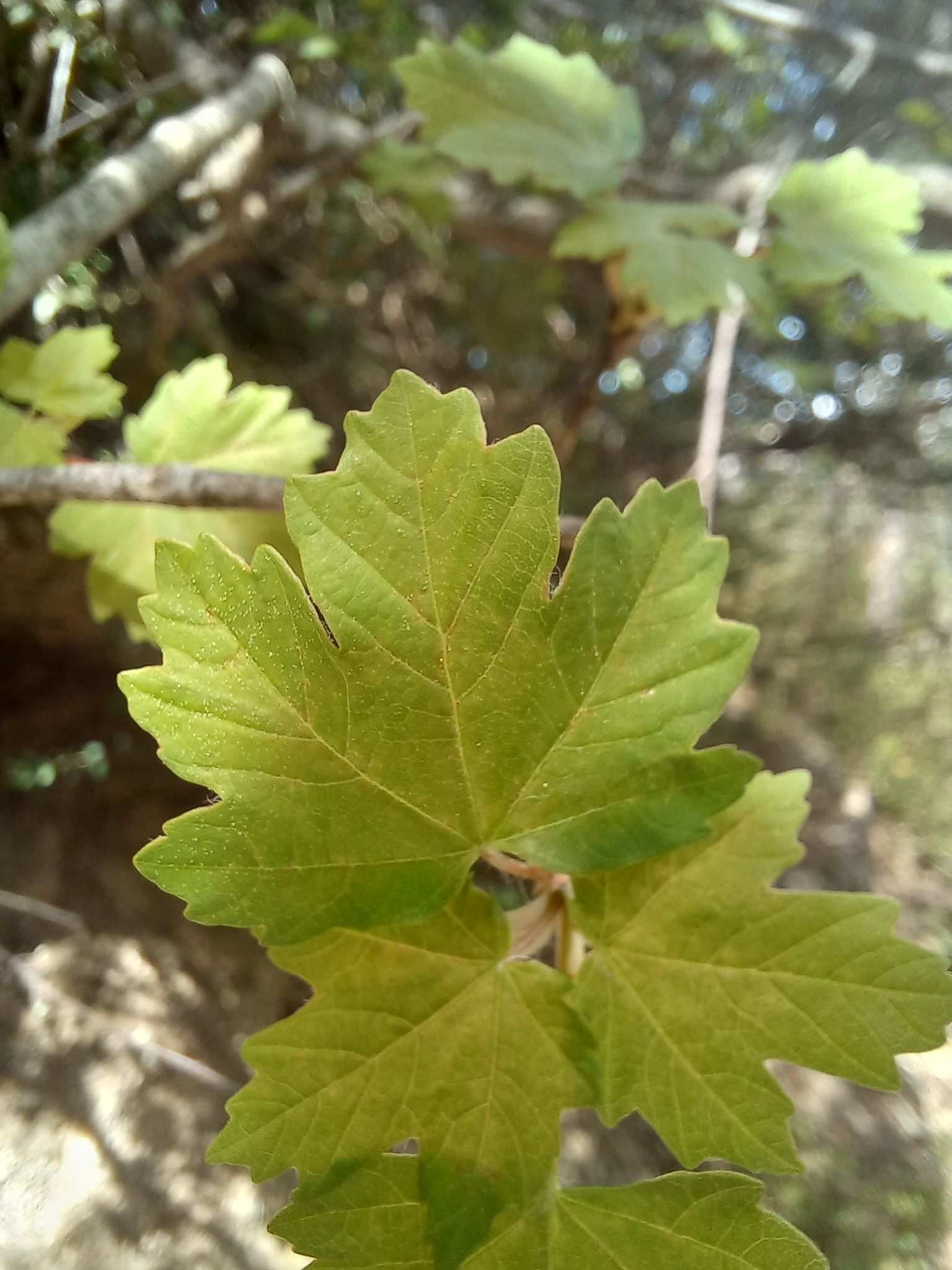 Acer granatense