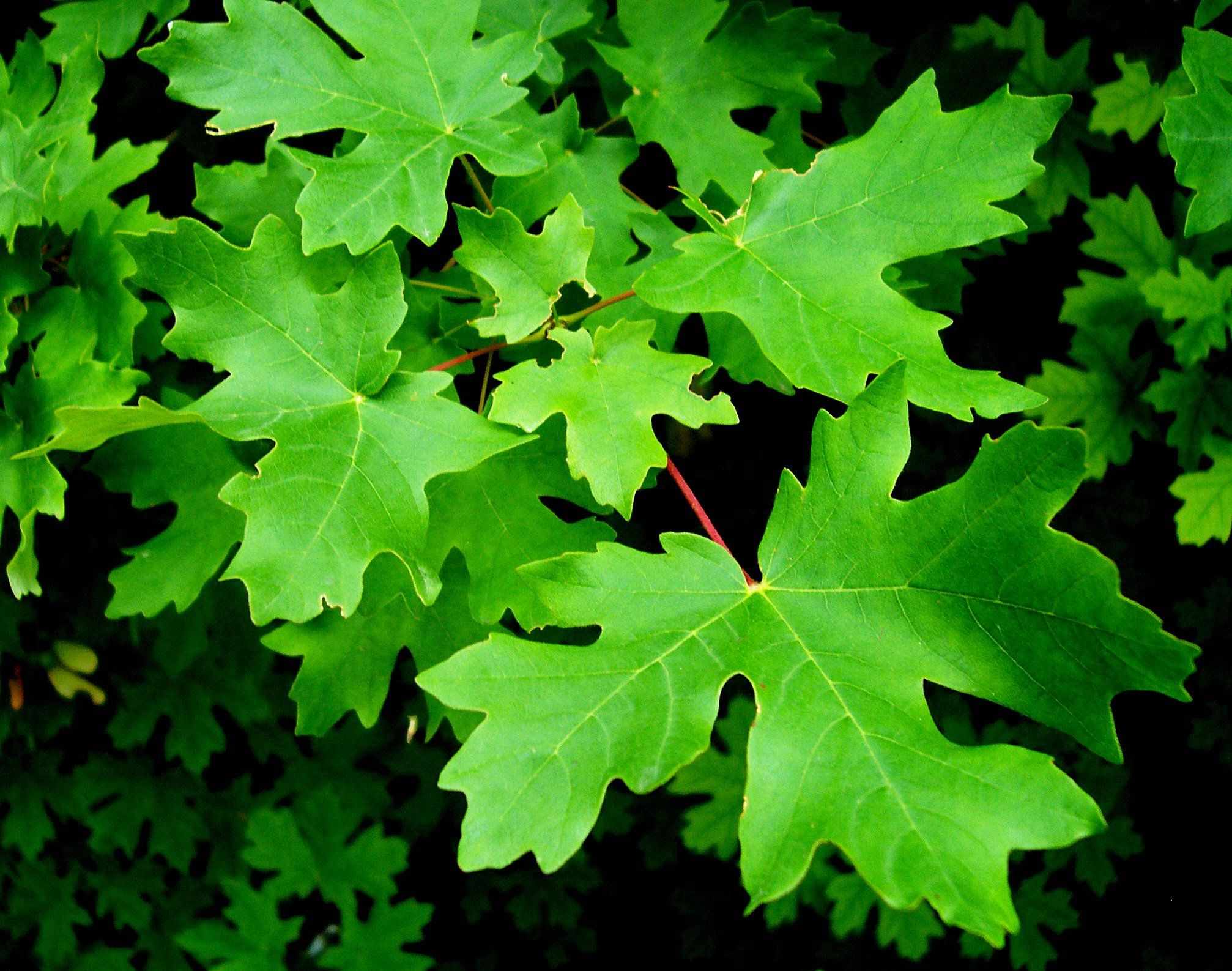 Acer grandidentatum