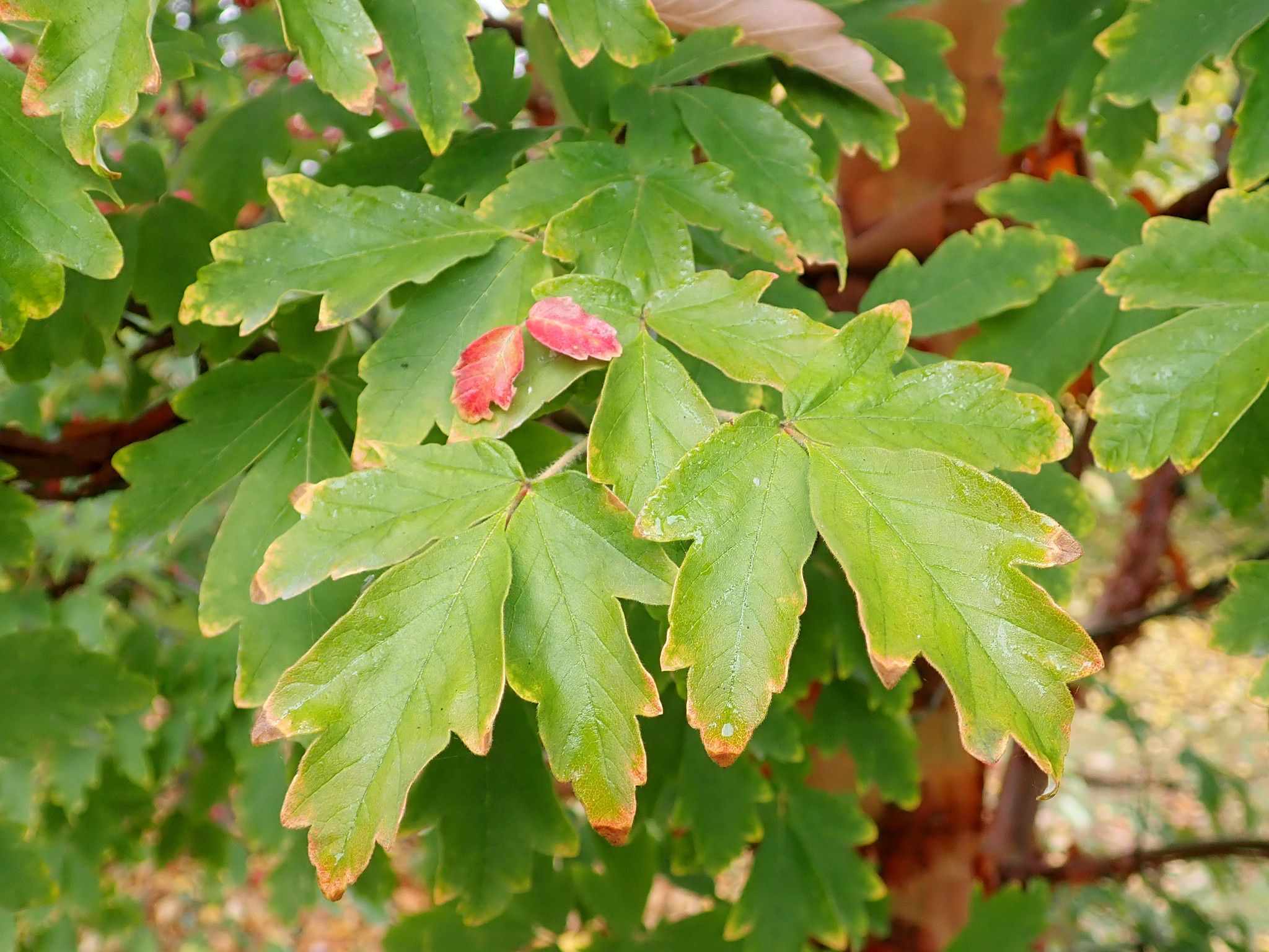 Acer griseum