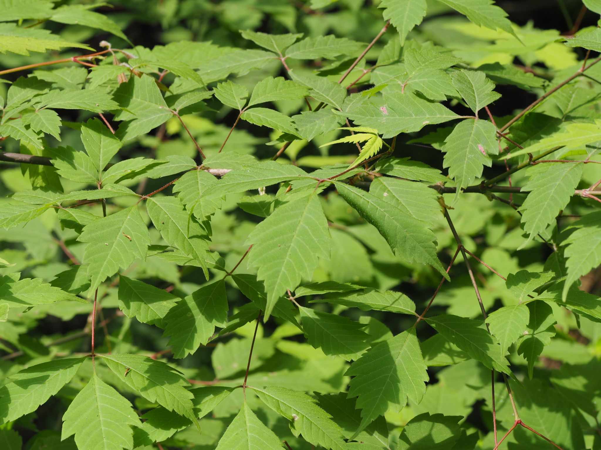 Acer henryi