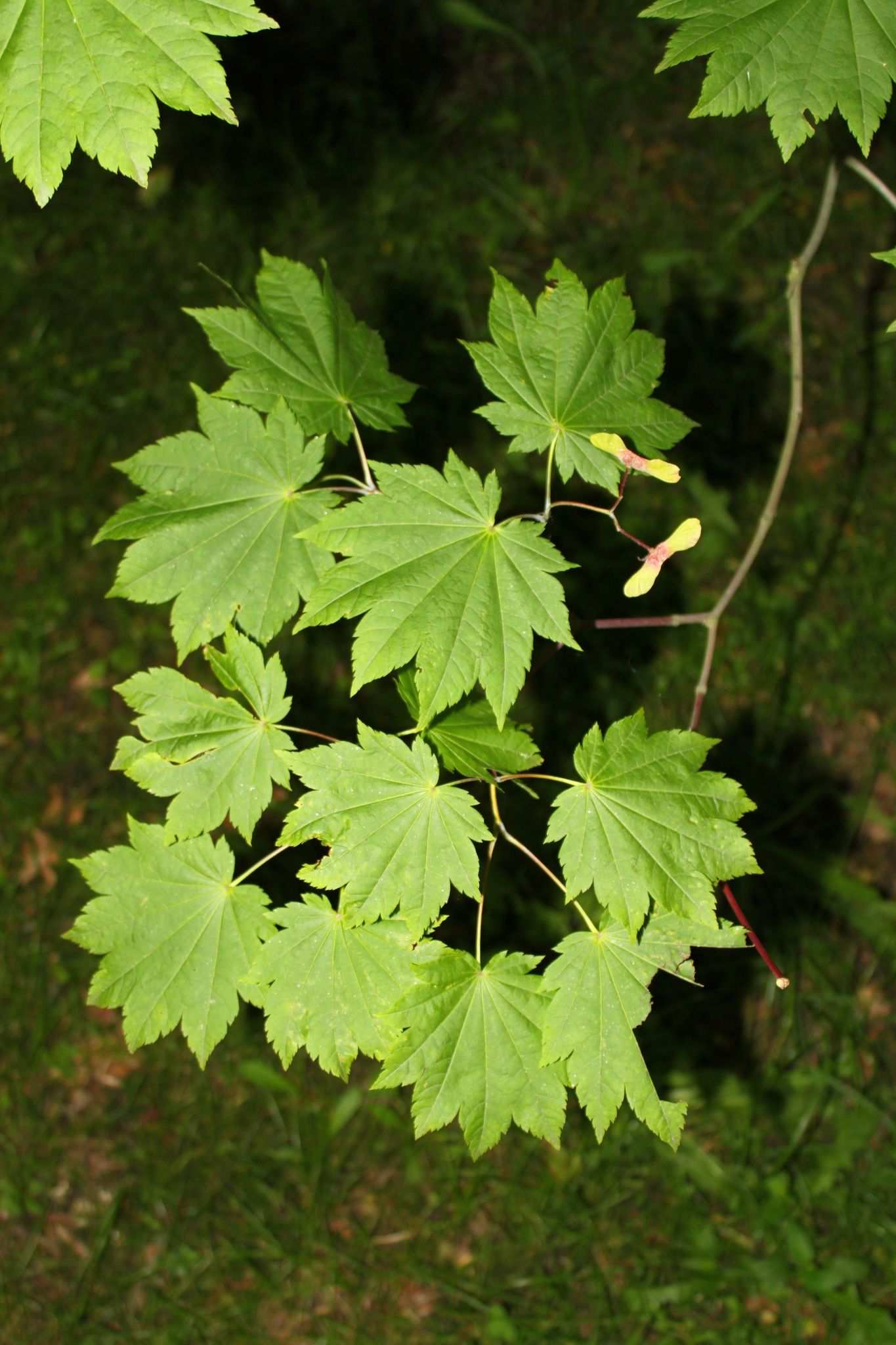 Acer japonicum