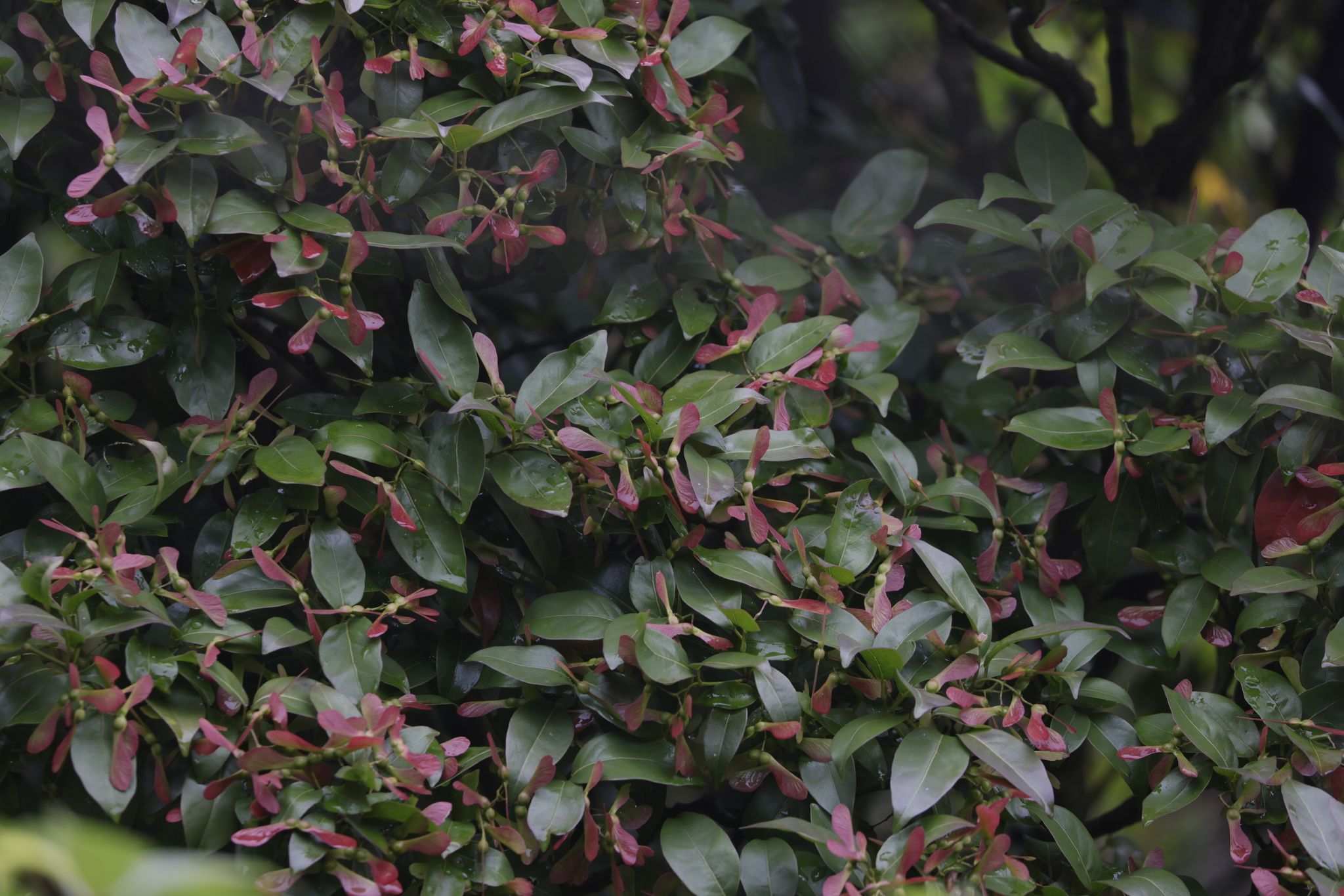 Acer laevigatum