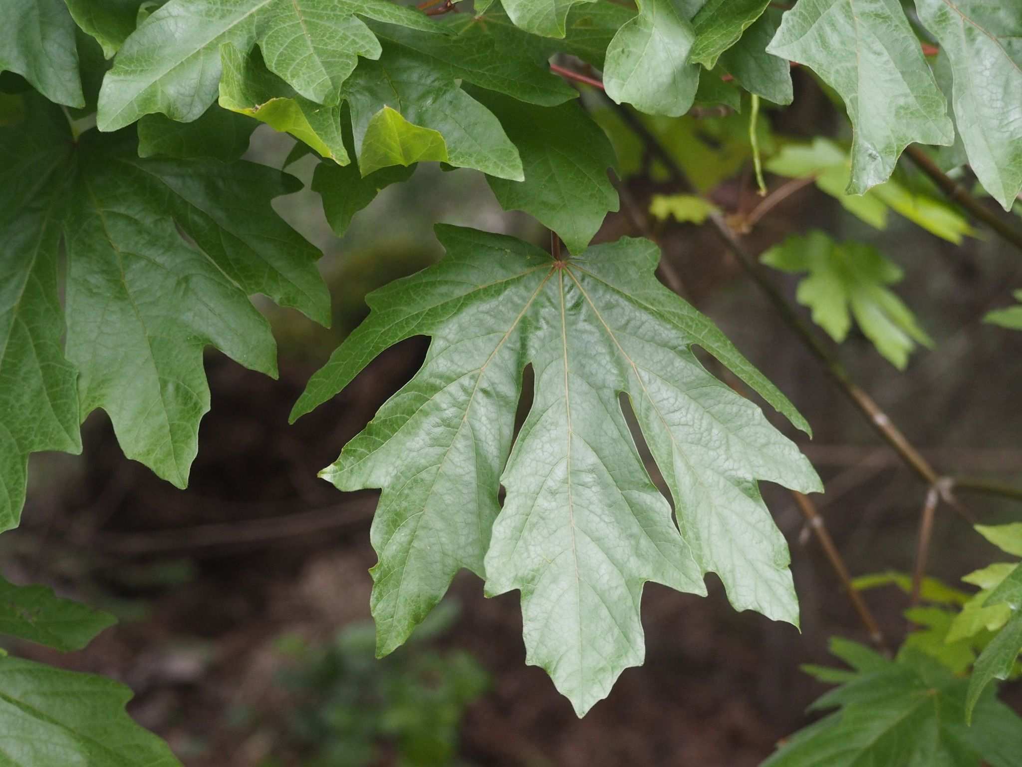 Acer macrophyllum