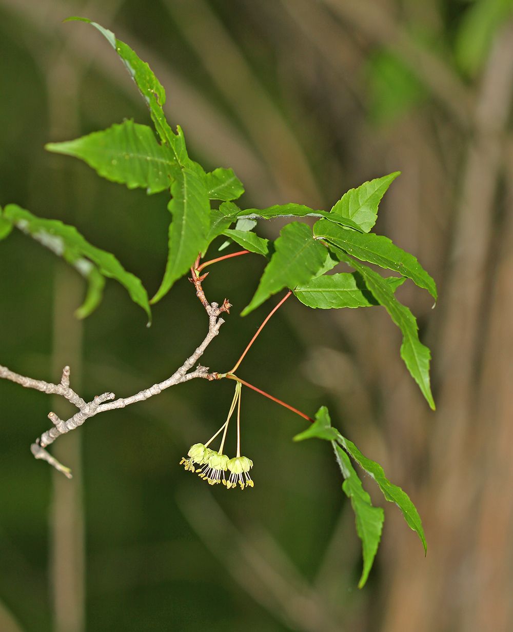 Acer mandshuricum