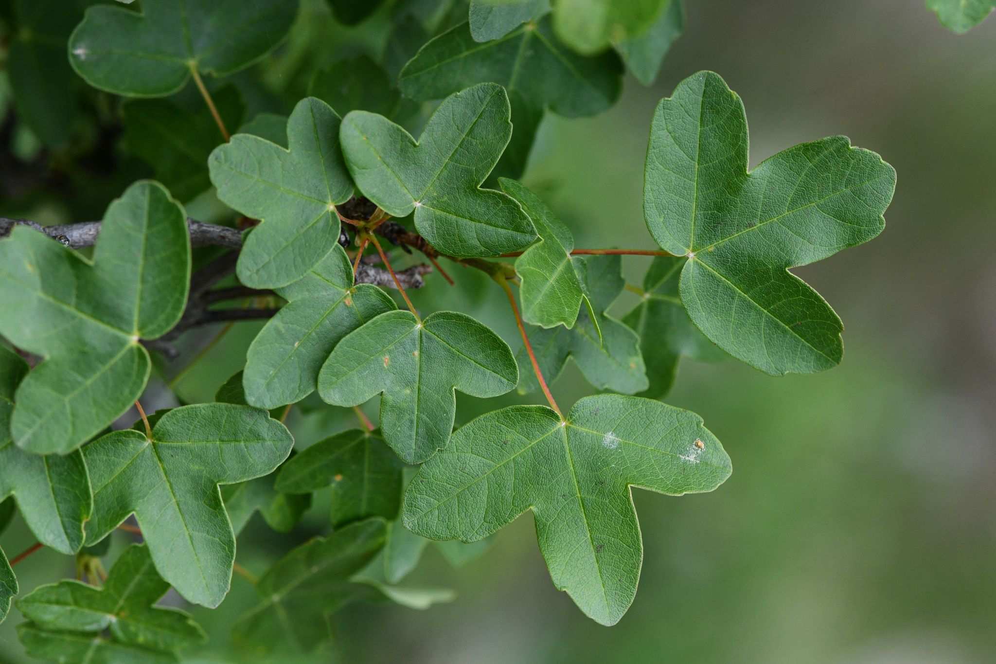 Acer monspessulanum