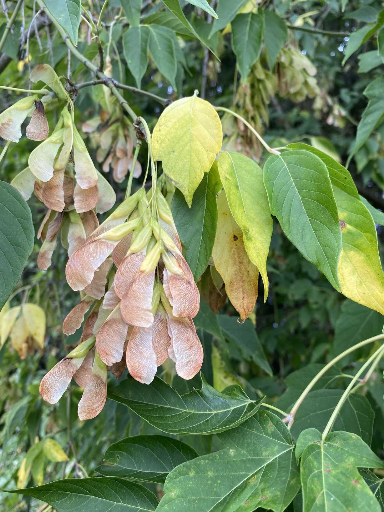Acer negundo