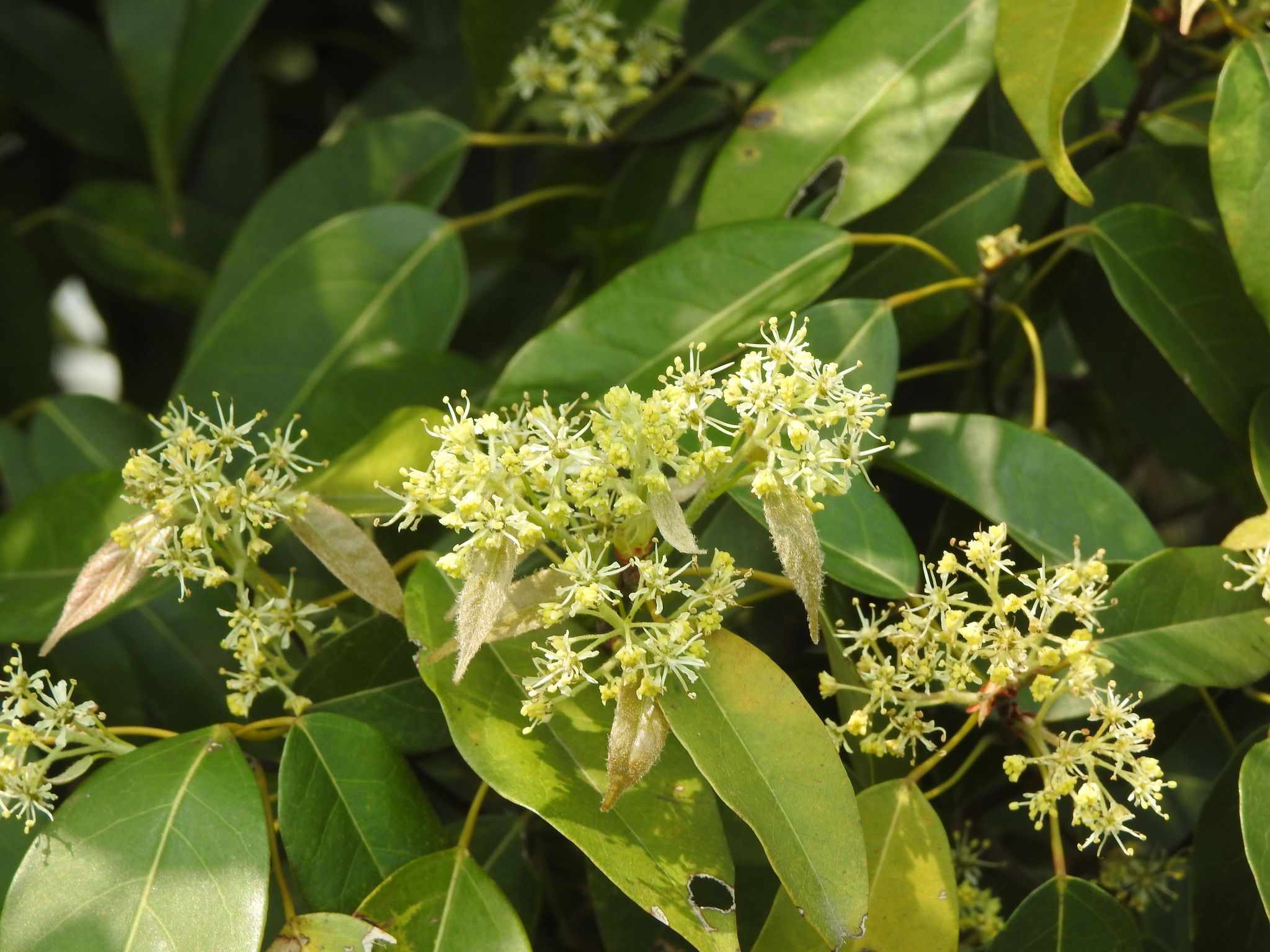Acer oblongum