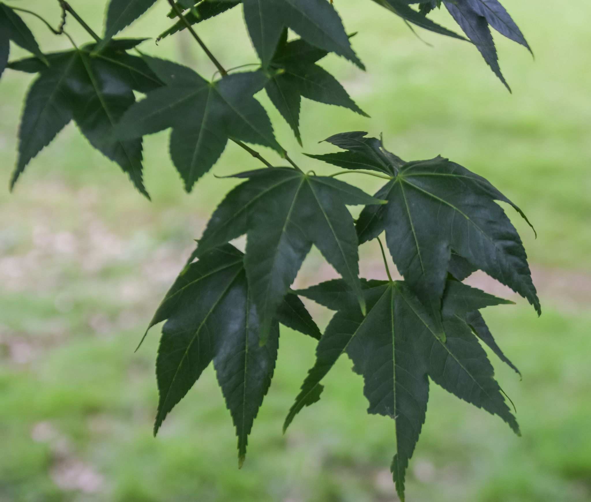 Acer oliverianum