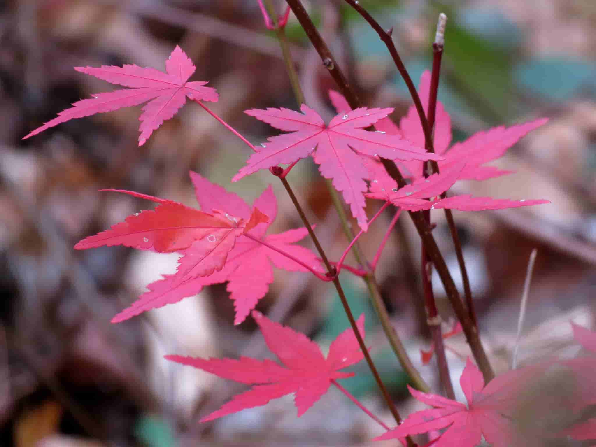 Acer palmatum
