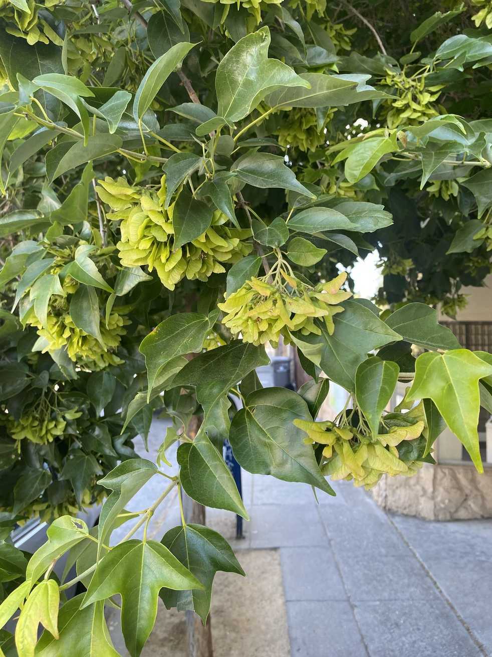 Acer paxii