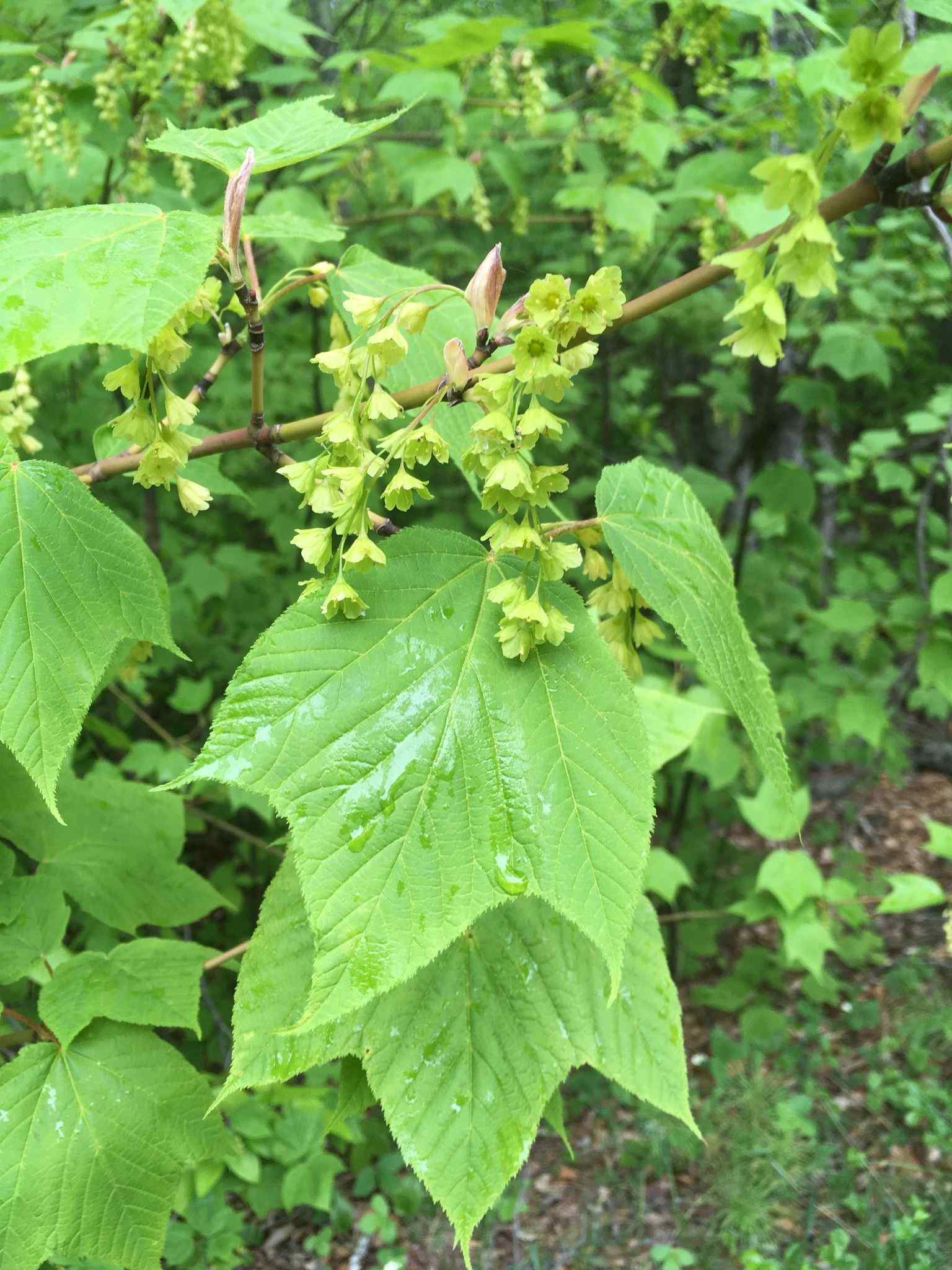 Acer pensylvanicum