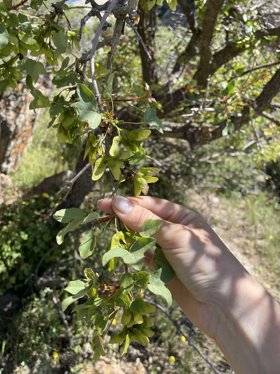 Acer pentapomicum
