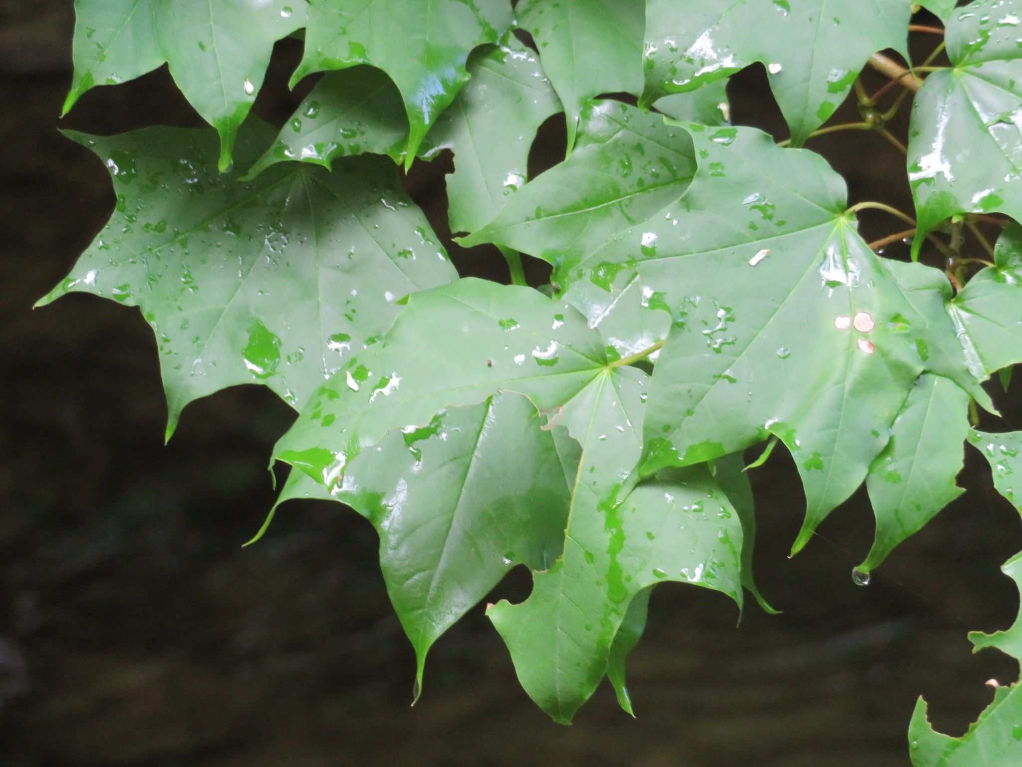 Acer pictum