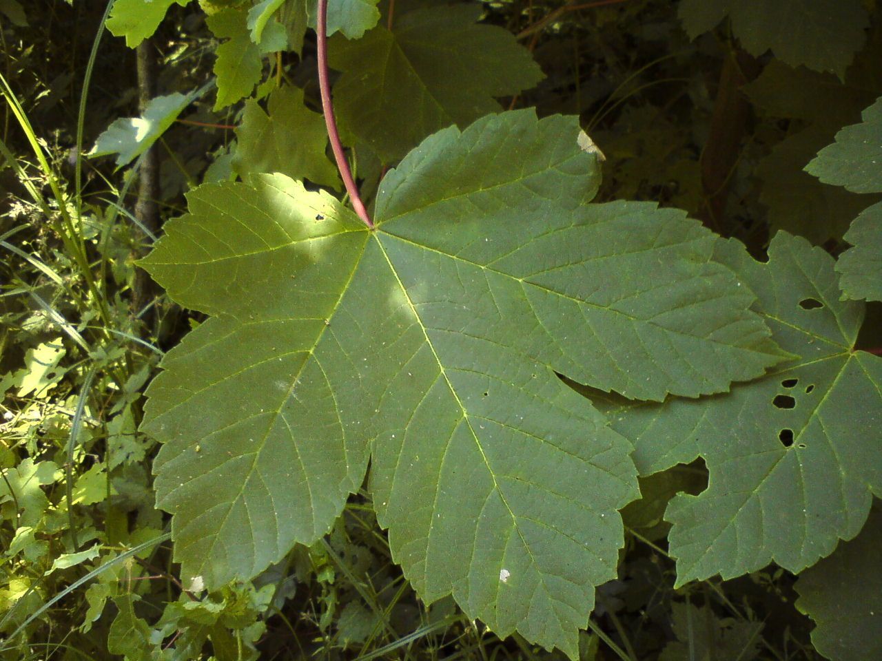 Acer pseudoplatanus