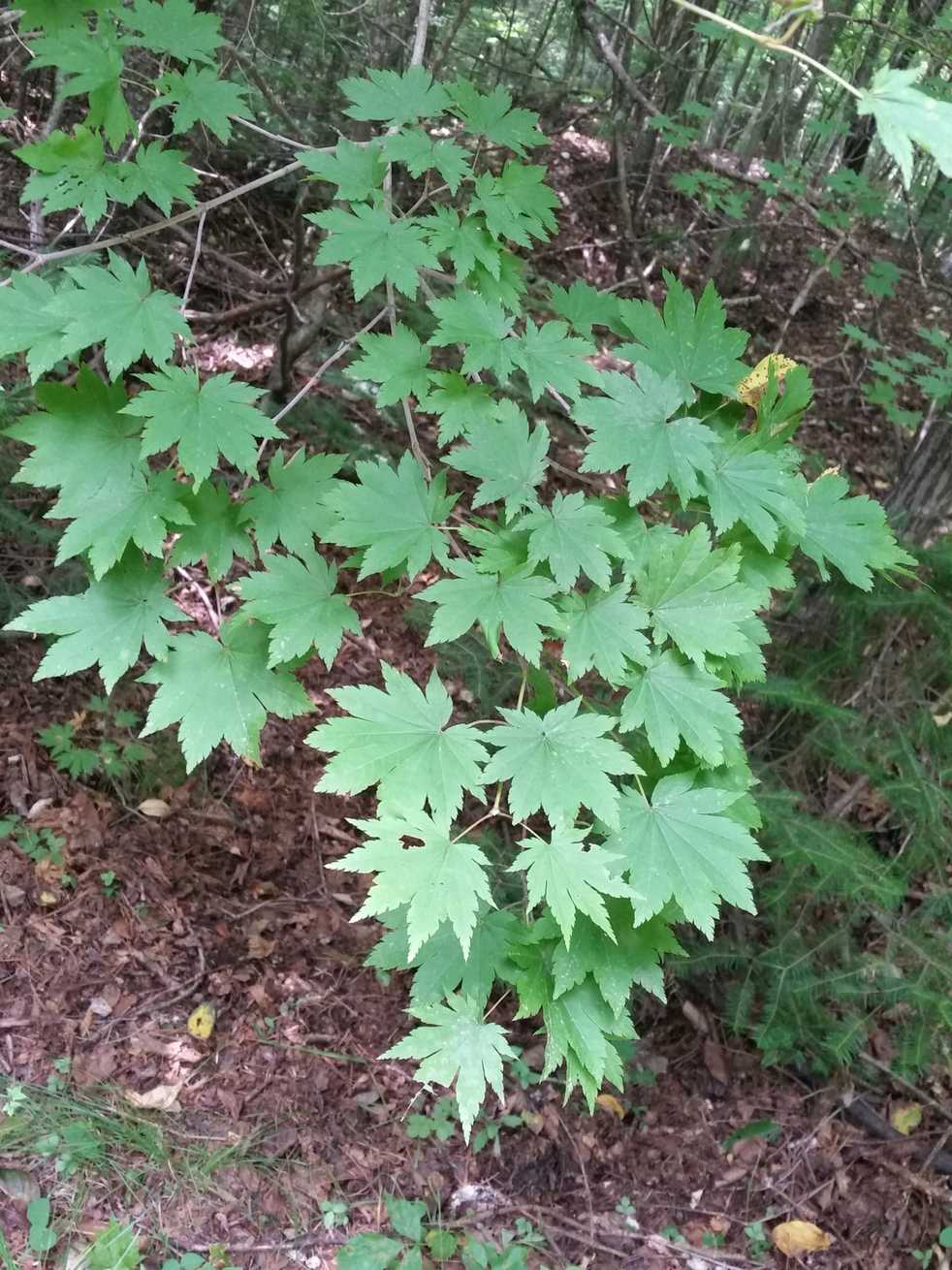 Acer pseudosieboldianum