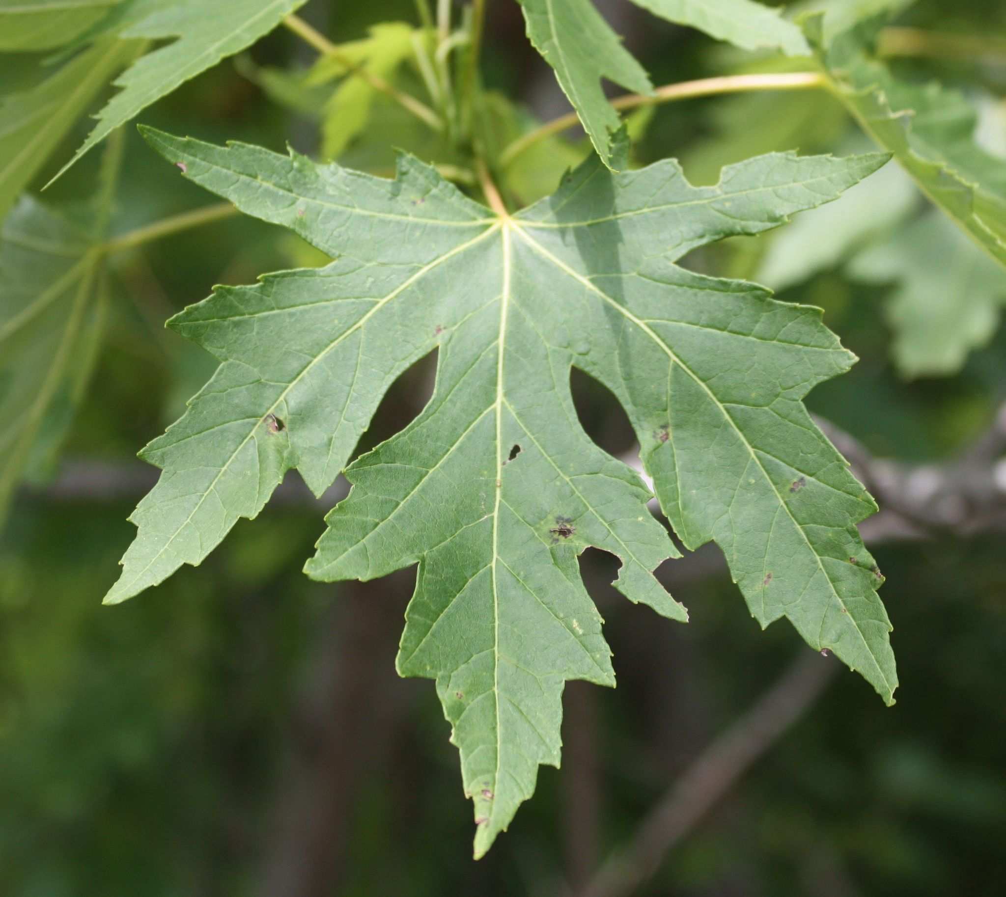 Acer saccharinum
