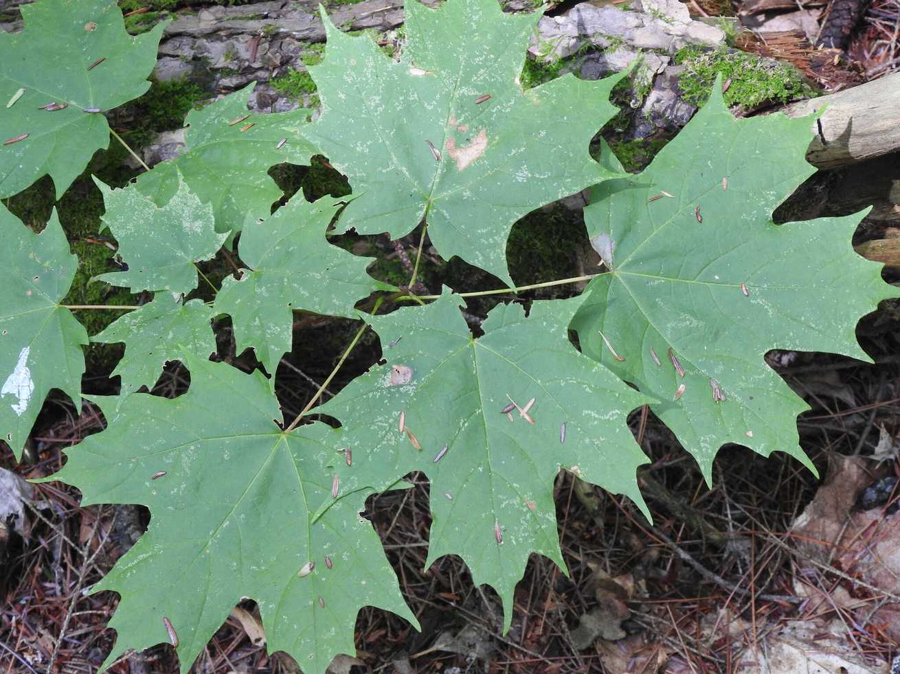 Acer saccharum