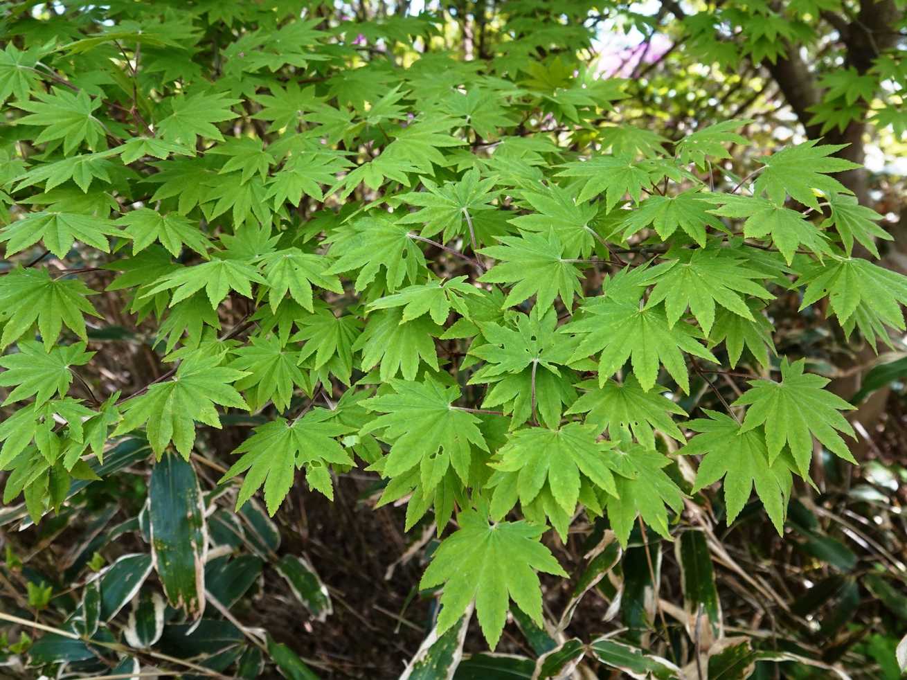 Acer sieboldianum