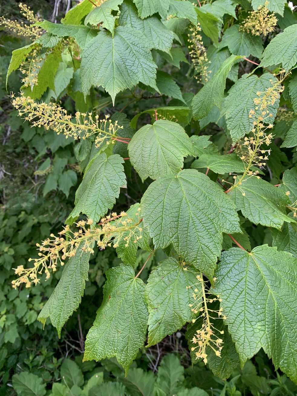 Acer spicatum