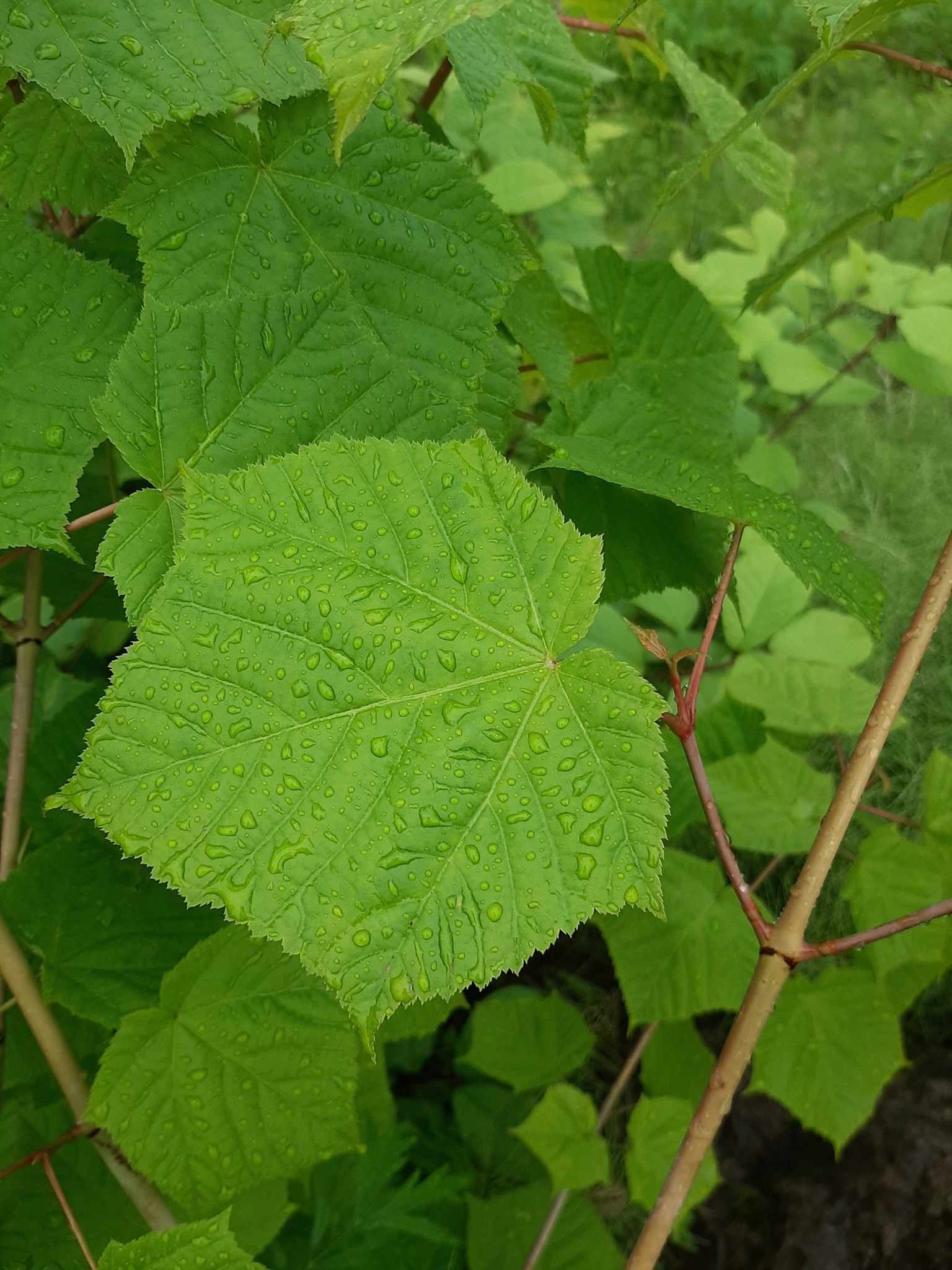 Acer tegmentosum