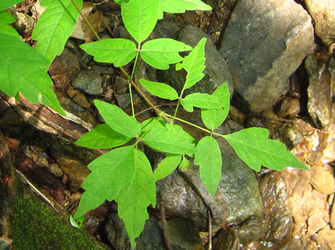 Acer triflorum