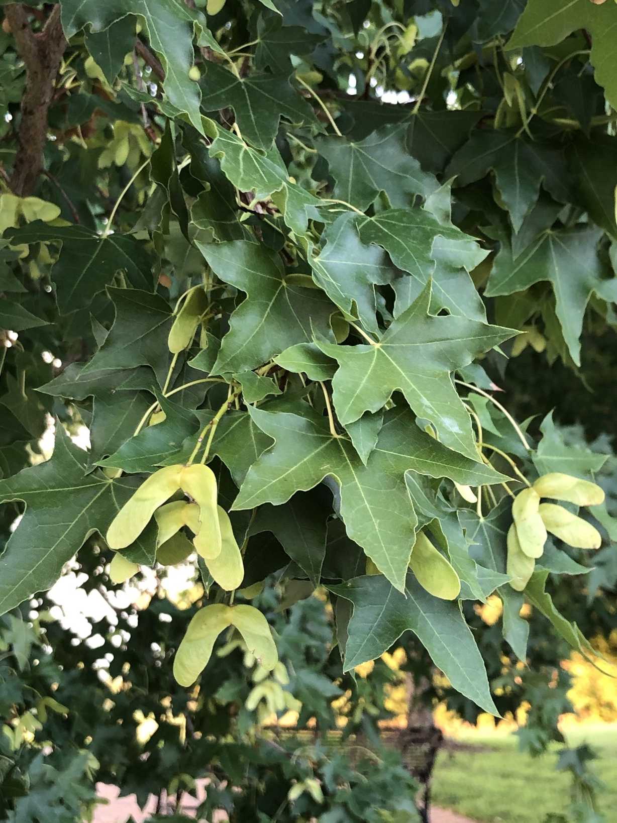 Acer truncatum