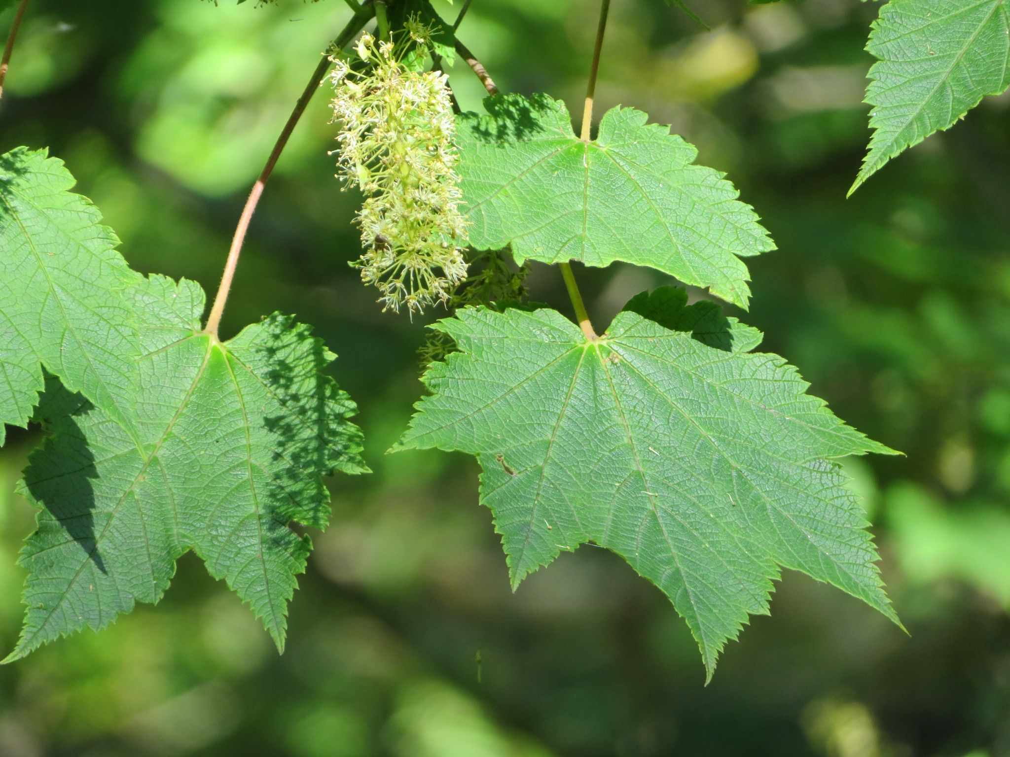Acer ukurunduense