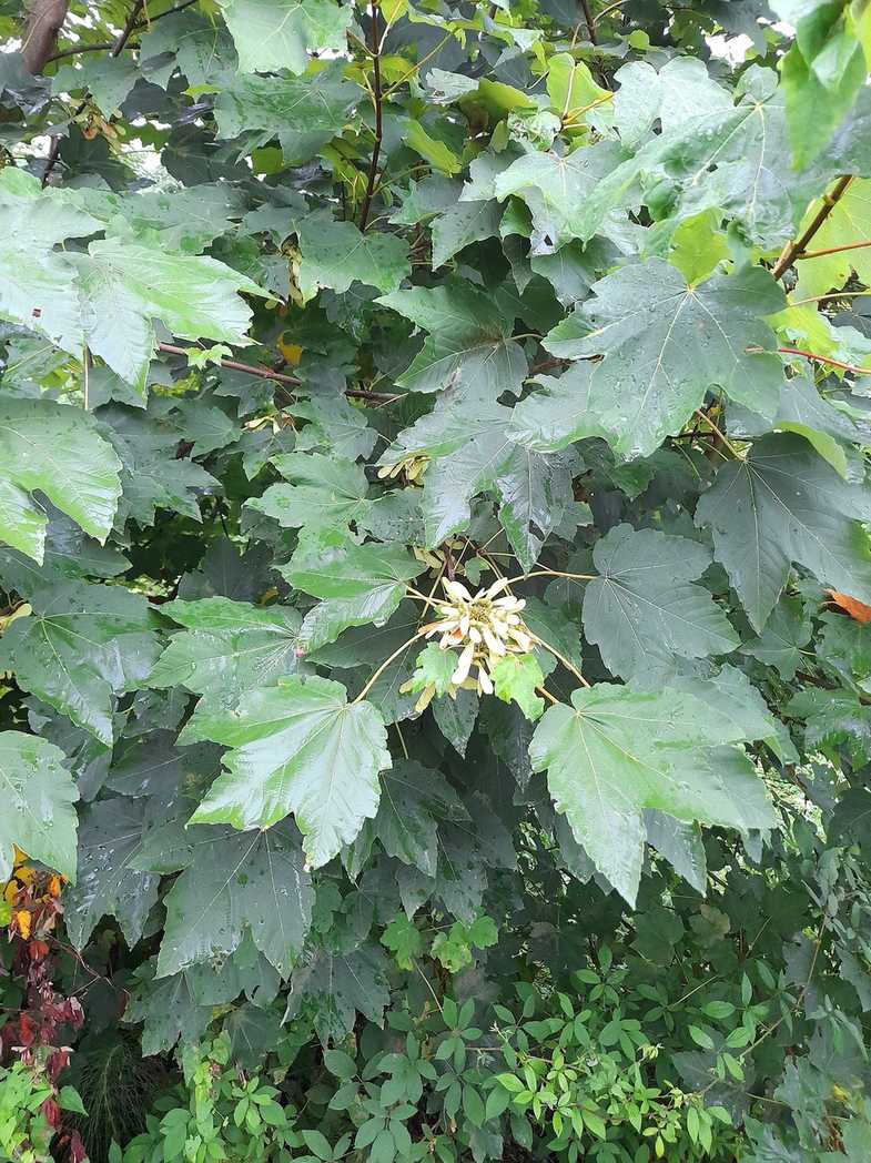 Acer velutinum