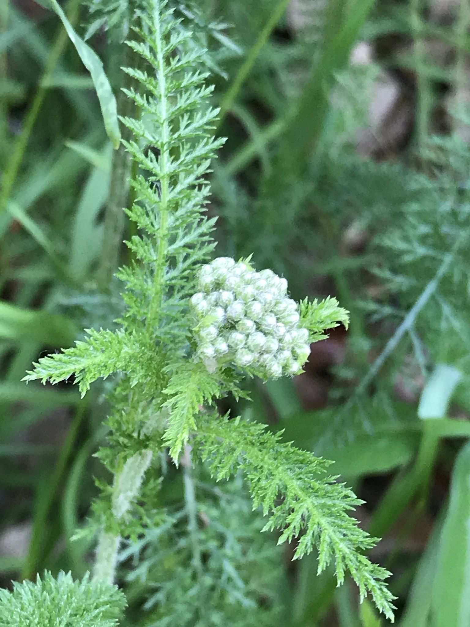 Achillea millefolium