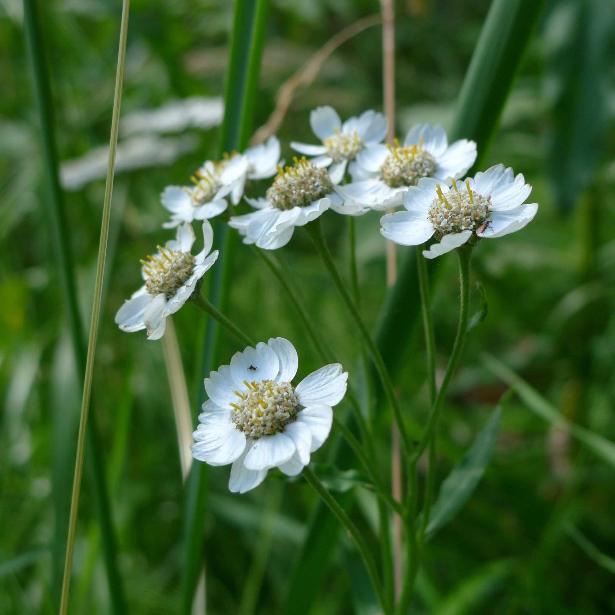 Achillea ptarmica