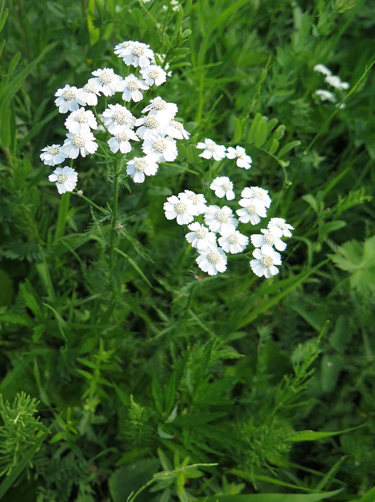 Achillea sp.