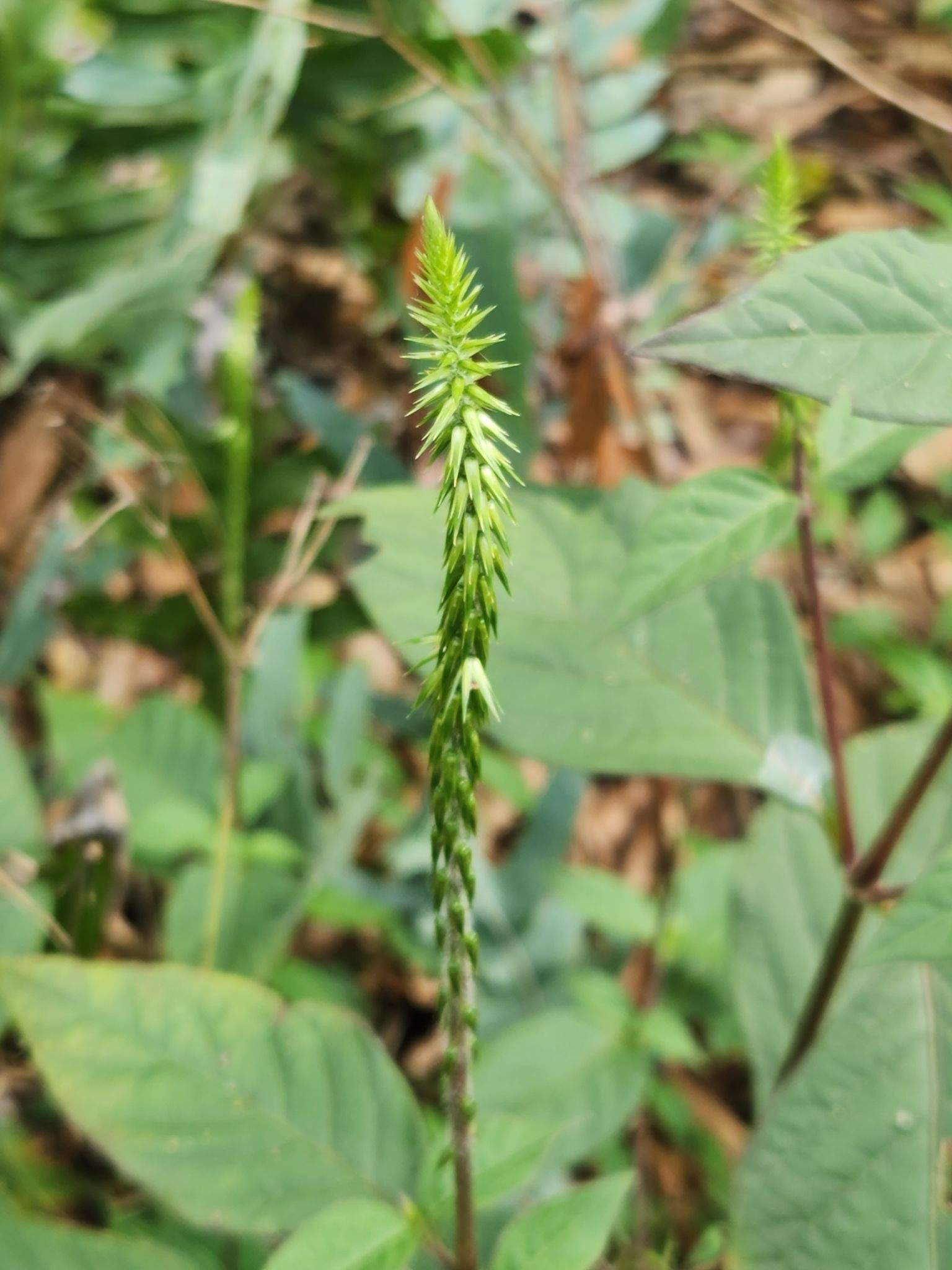 Achyranthes aspera
