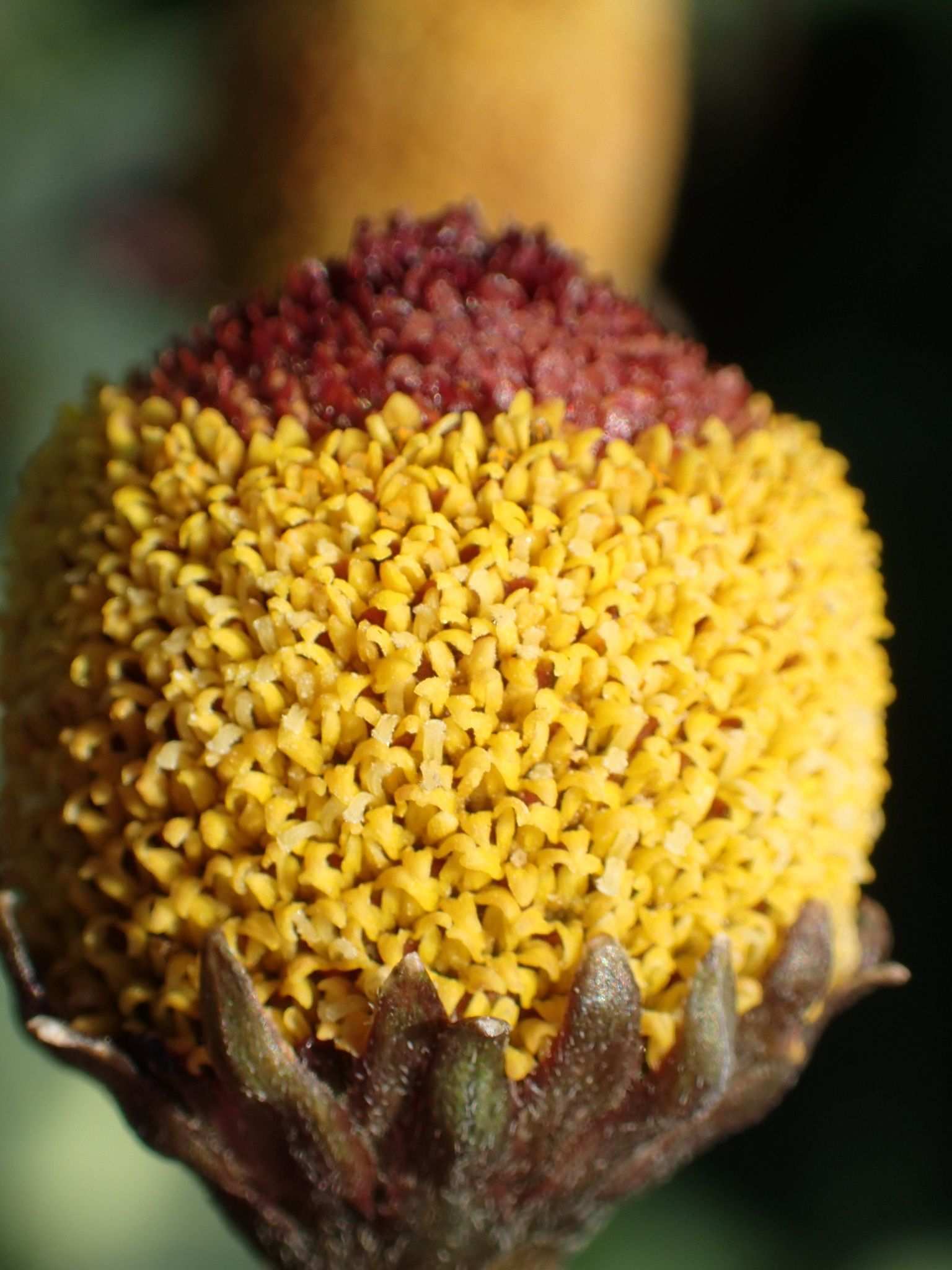 Acmella oleracea