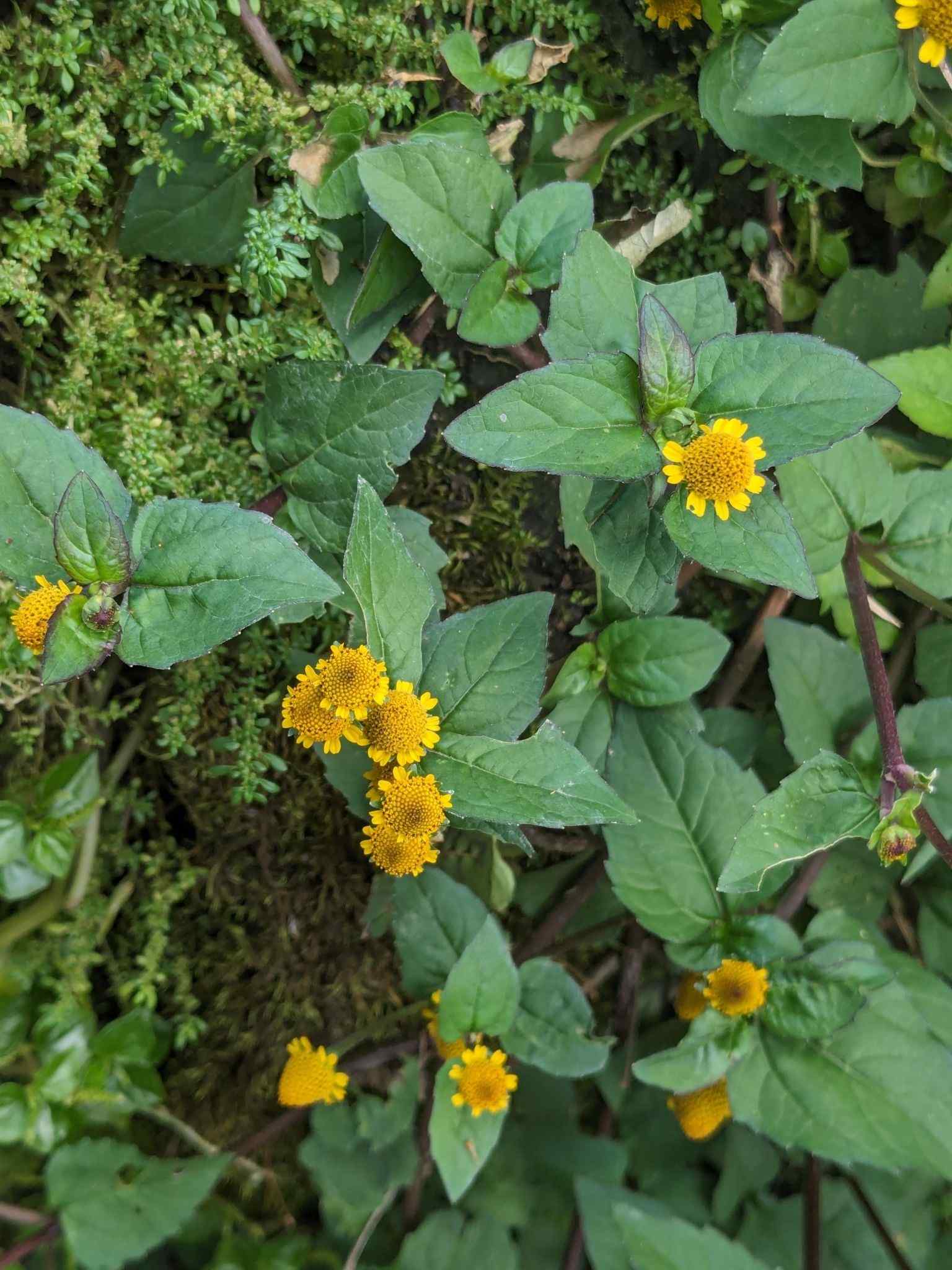 Acmella paniculata