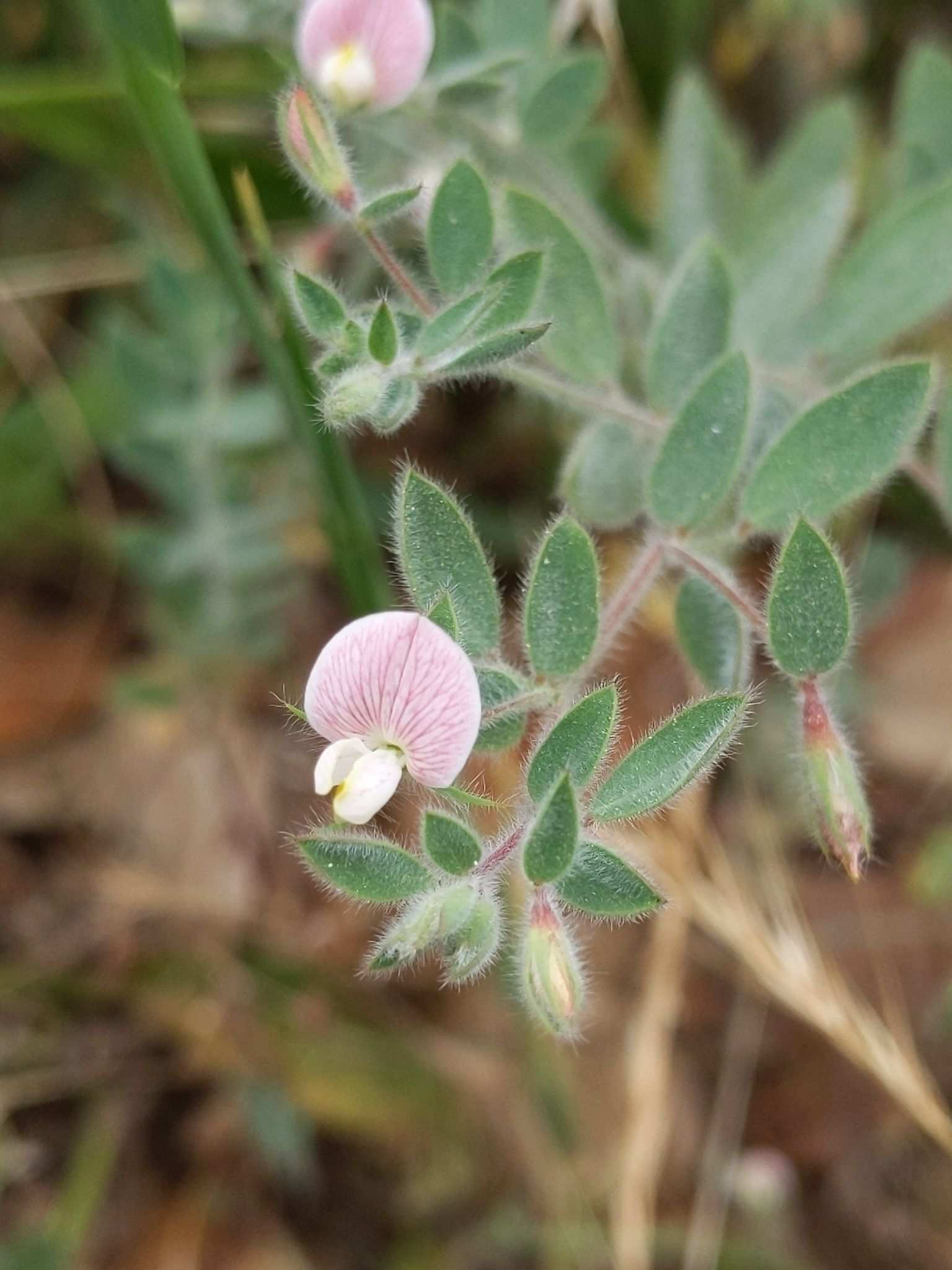 Acmispon americanus