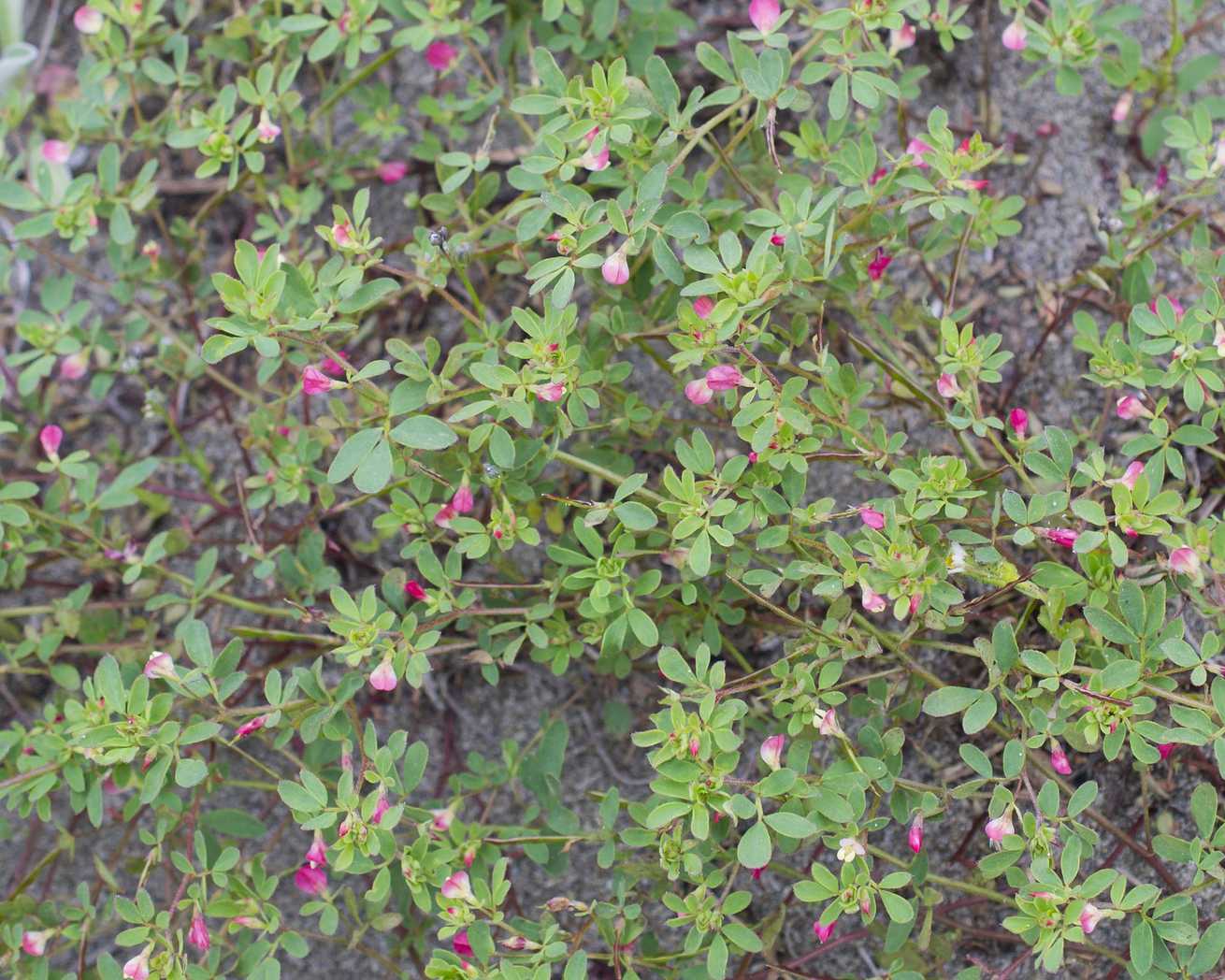 Acmispon parviflorus