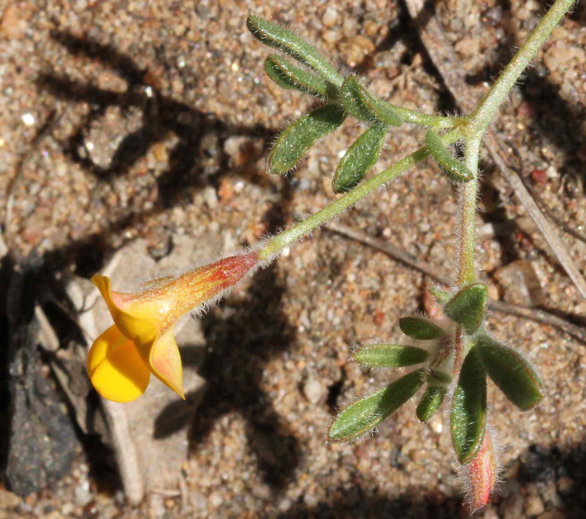 Acmispon strigosus