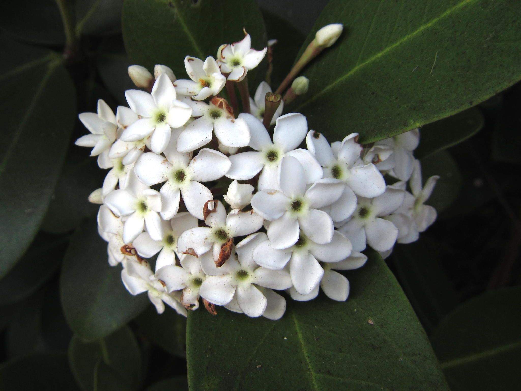 Acokanthera sp.