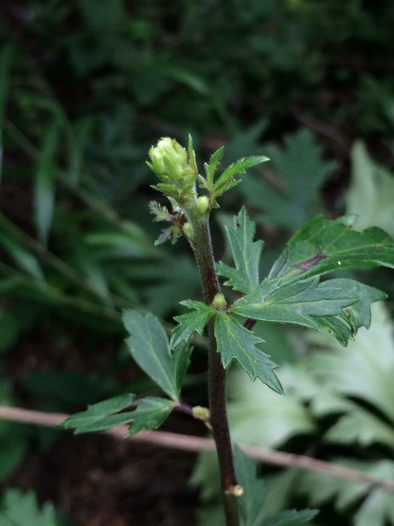 Aconitum carmichaelii