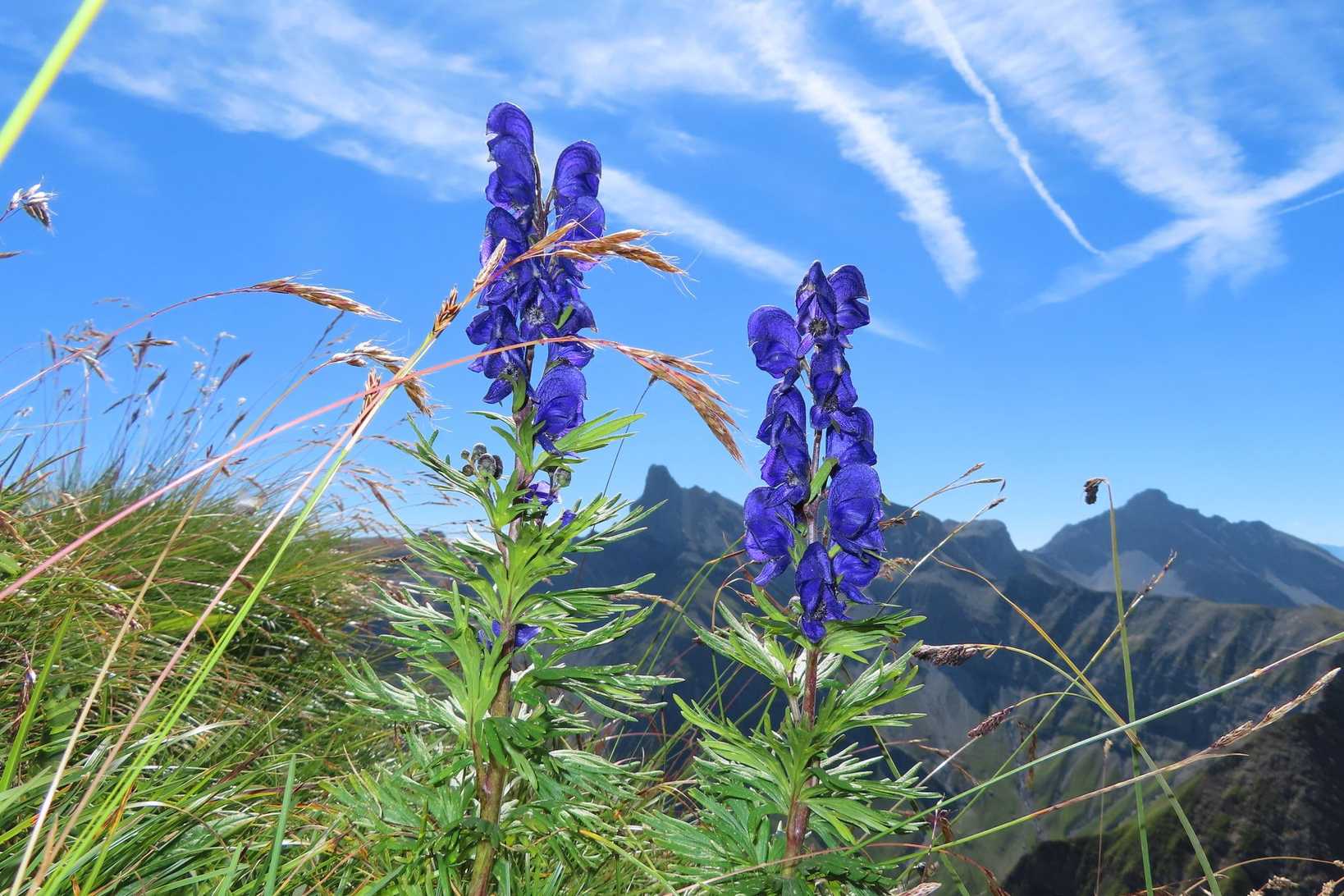 Aconitum sp.
