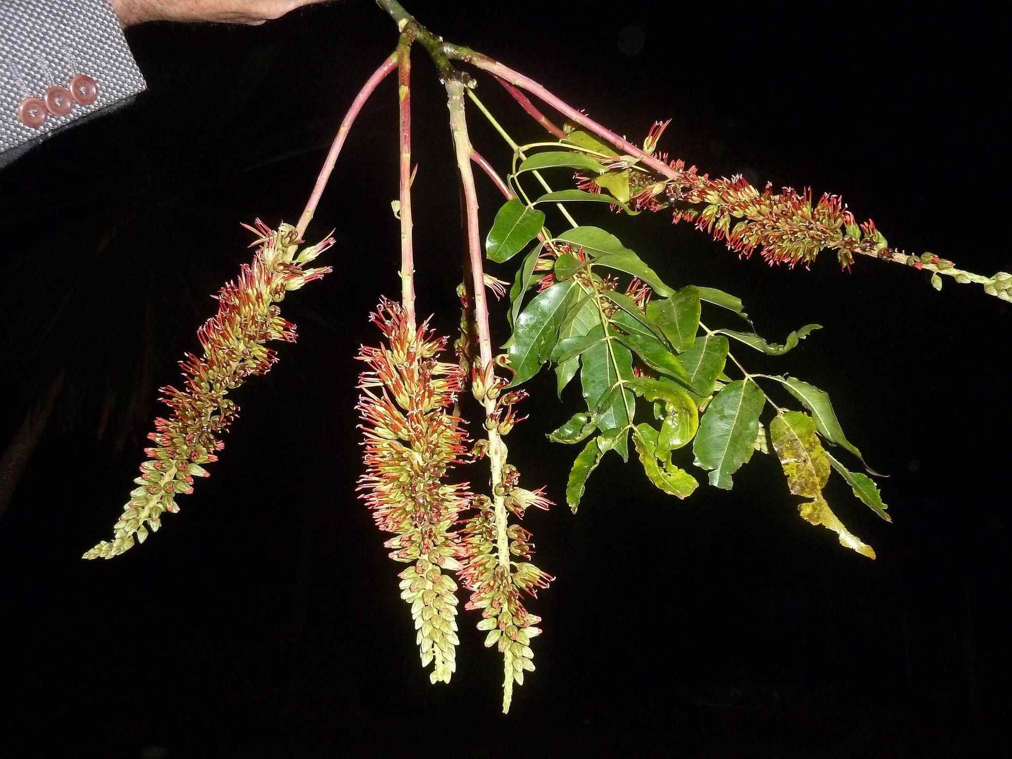 Acrocarpus fraxinifolius