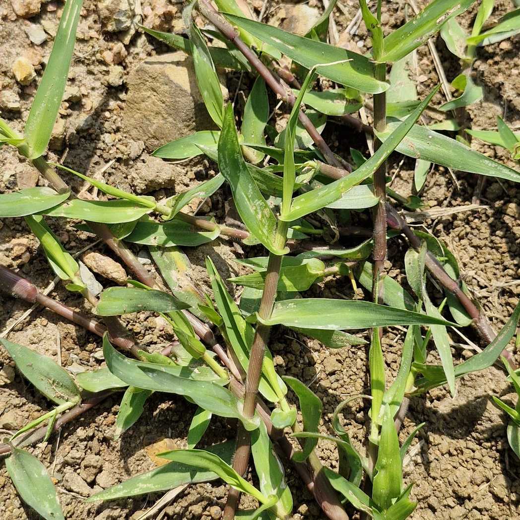 Acroceras macrum